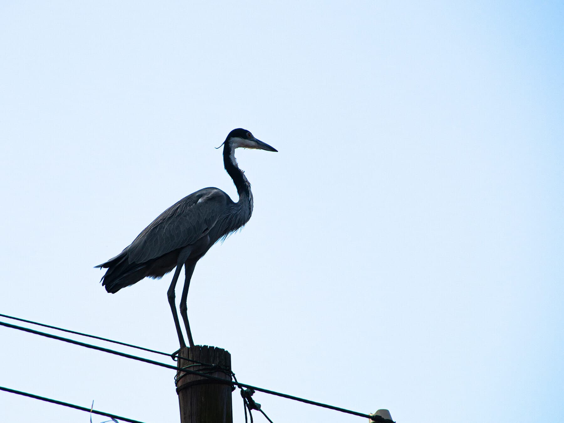 Grey heron perched