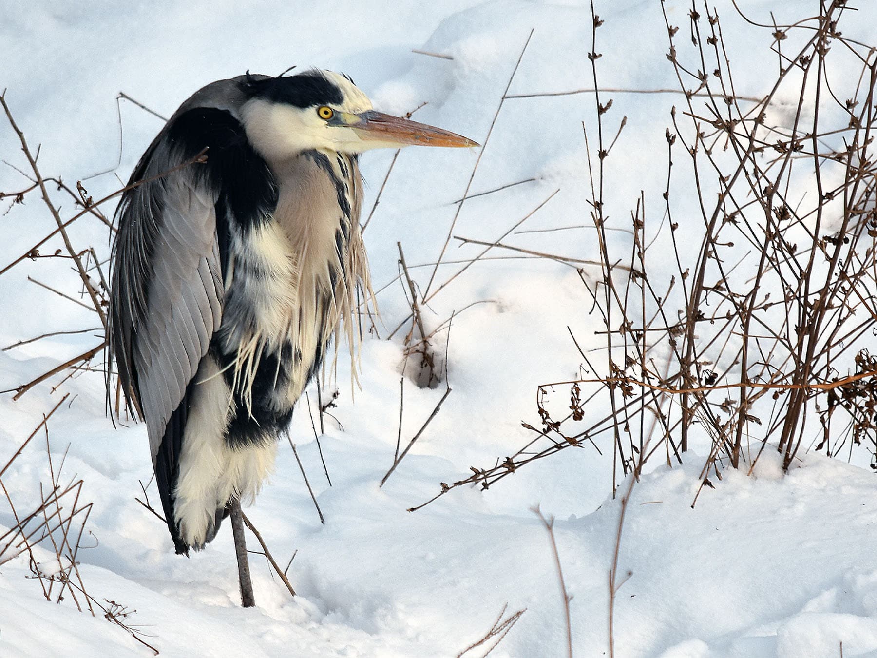 Grey heron standing on one leg in snow
