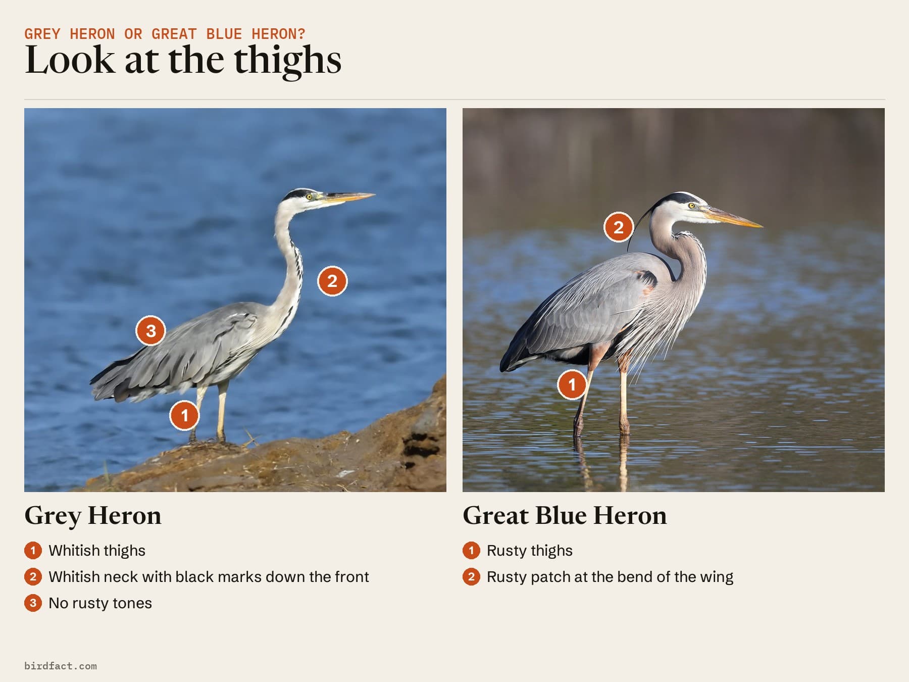 Comparison card, photos of a Grey Heron on the left and a Great Blue Heron on the right, headed 'Look at the thighs'. Grey Heron: whitish thighs; whitish neck with black marks down the front; no rusty tones. Great Blue Heron: rusty thighs; rusty patch at the bend of the wing.