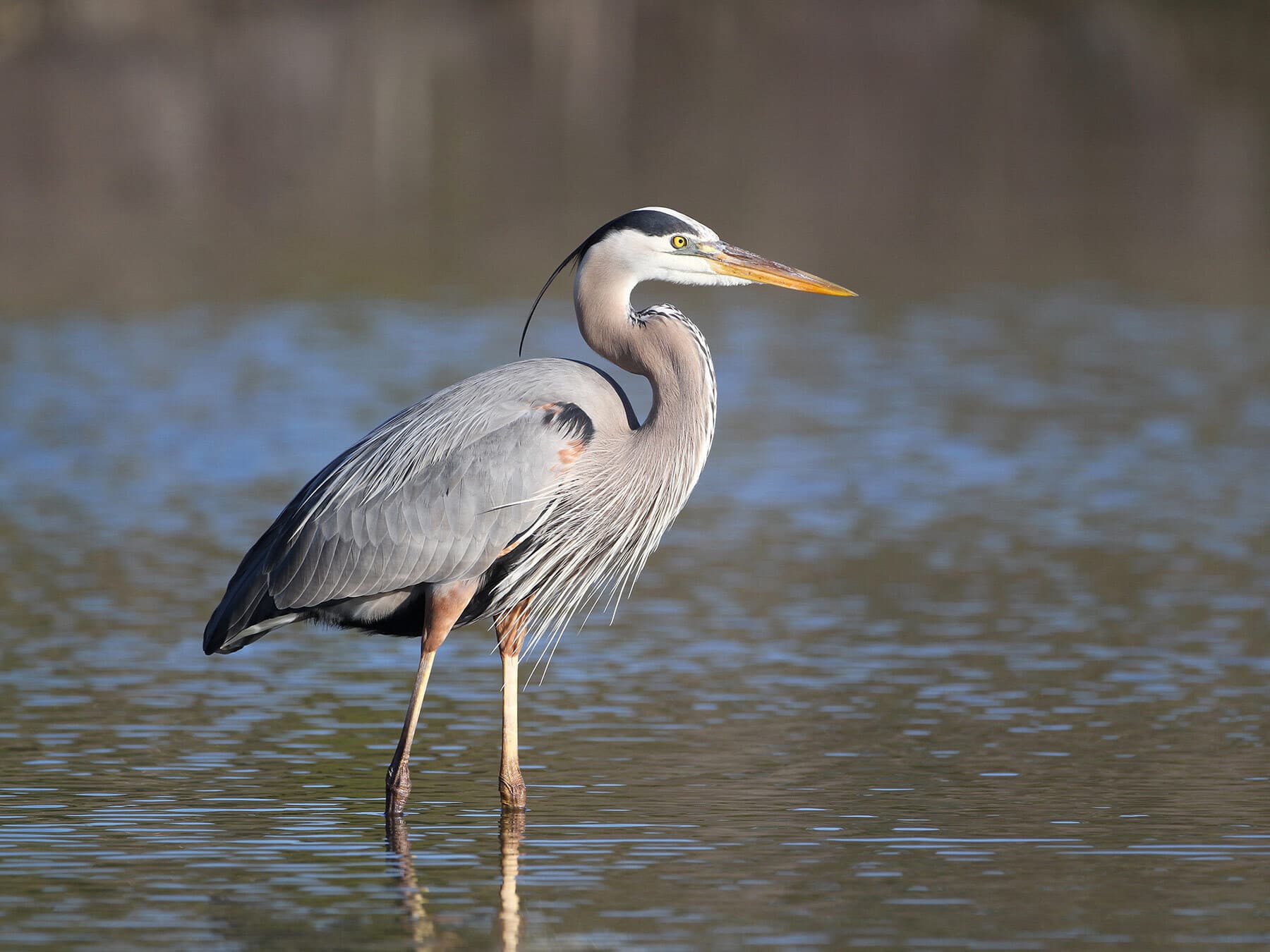 Grey Heron vs Blue Heron: What Are The Differences?