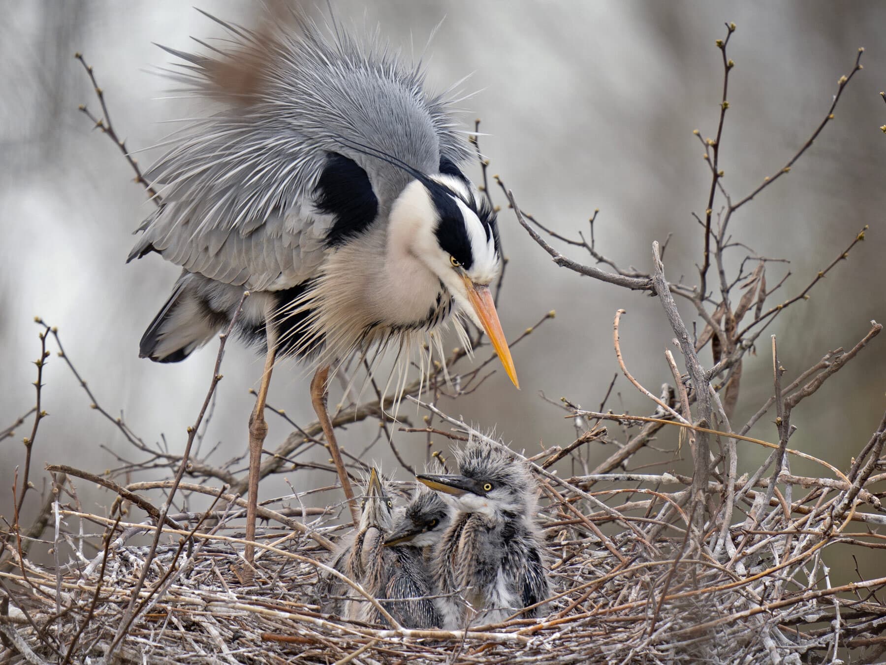 Grey heron with chicks