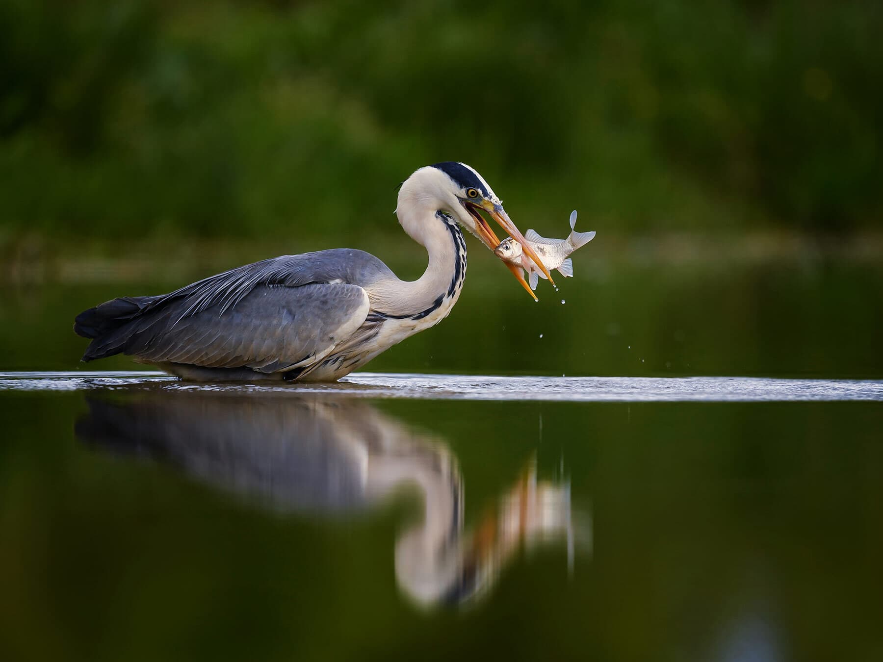 Grey heron with fish