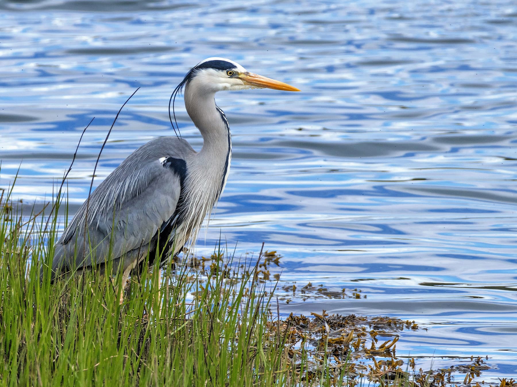 Grey Heron
