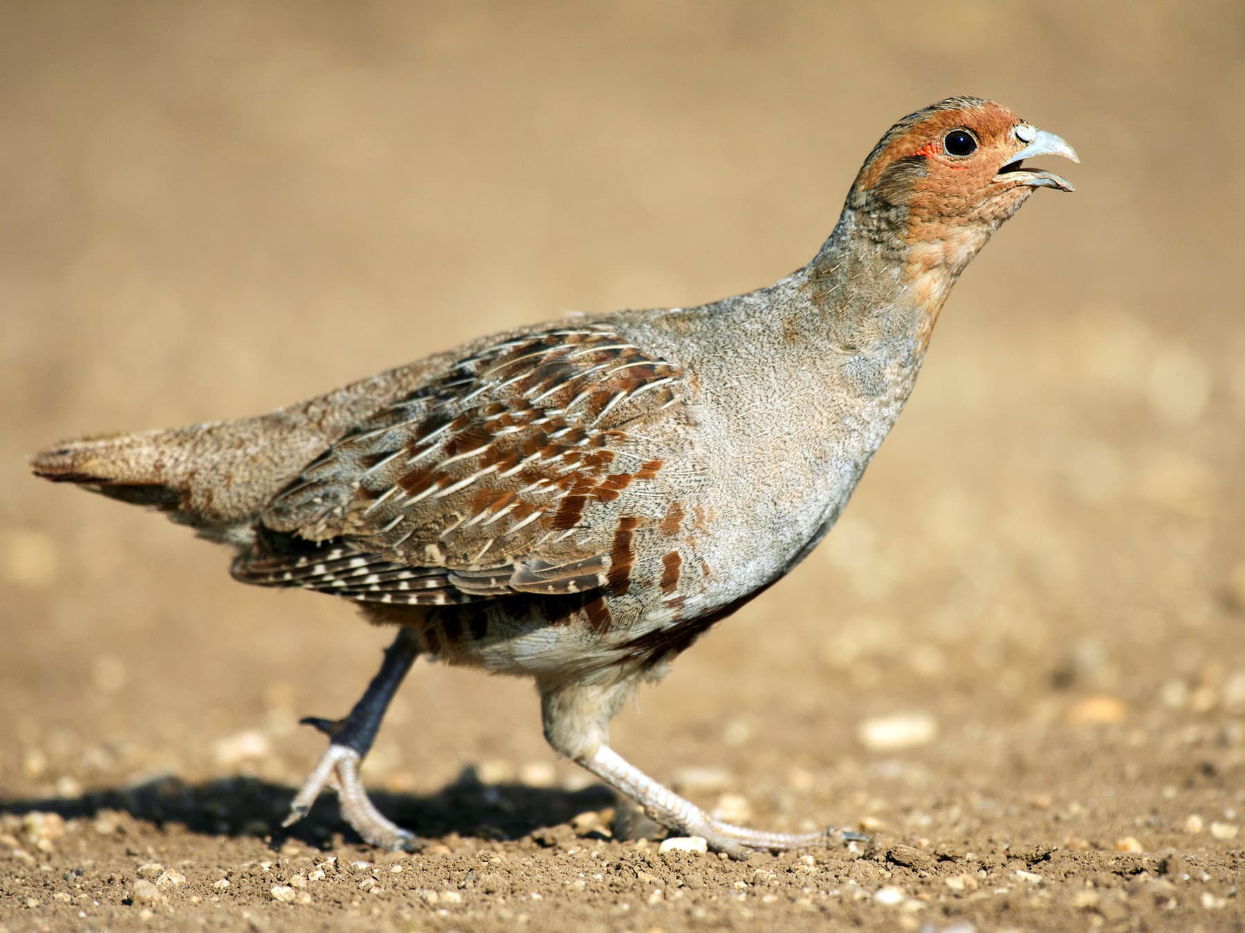 Grey Partridge walking in natural habitat