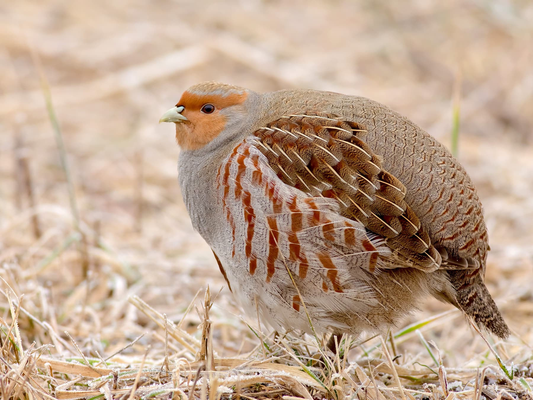 Grey Partridge in a stubble field