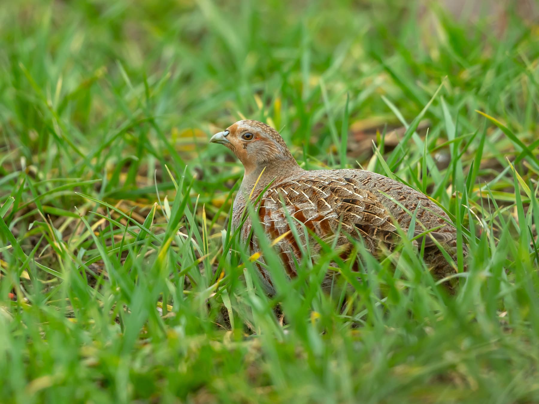 Grey Partridge resting in farmland habitat