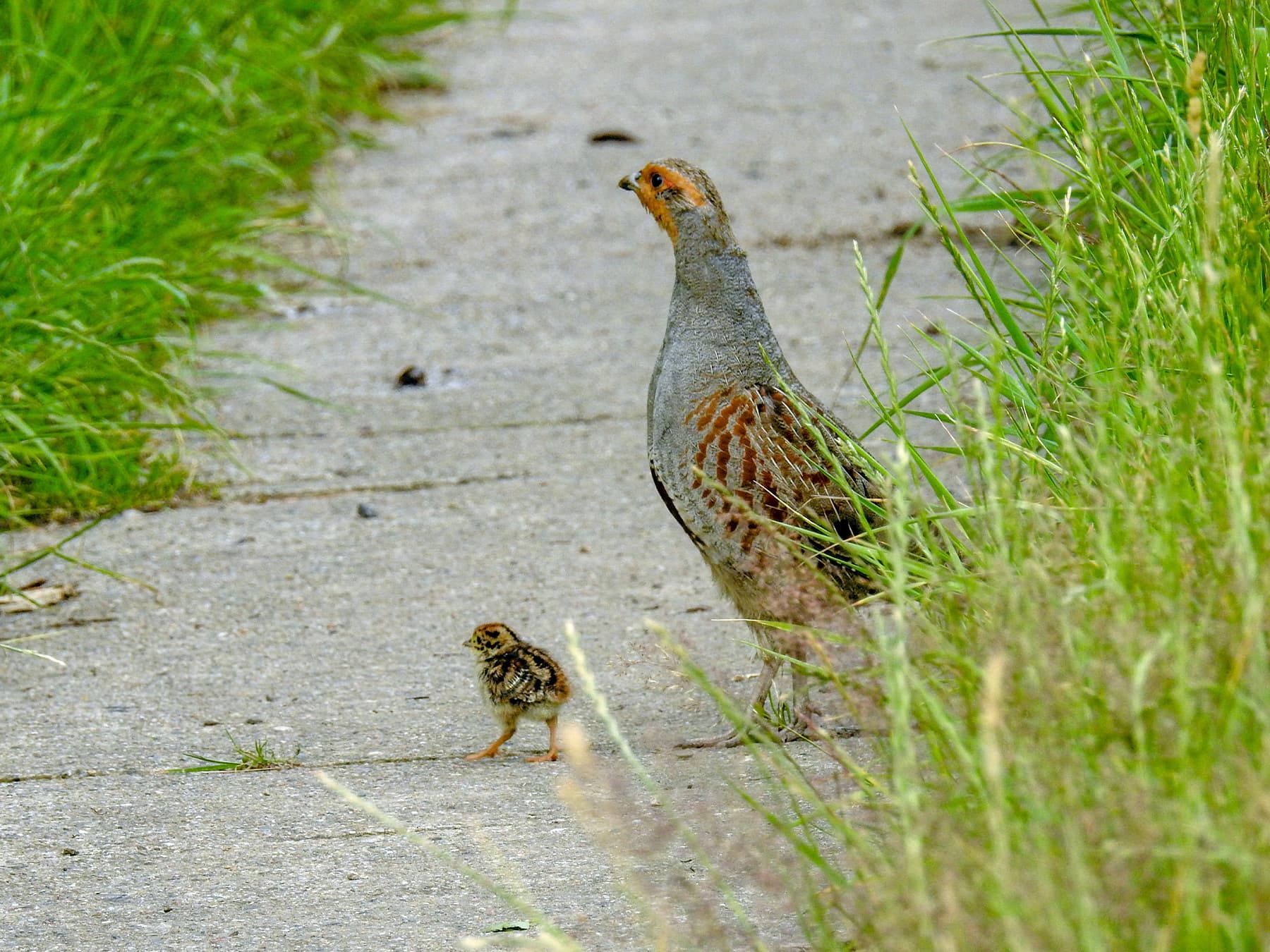 Grey Partridge adult with young chick