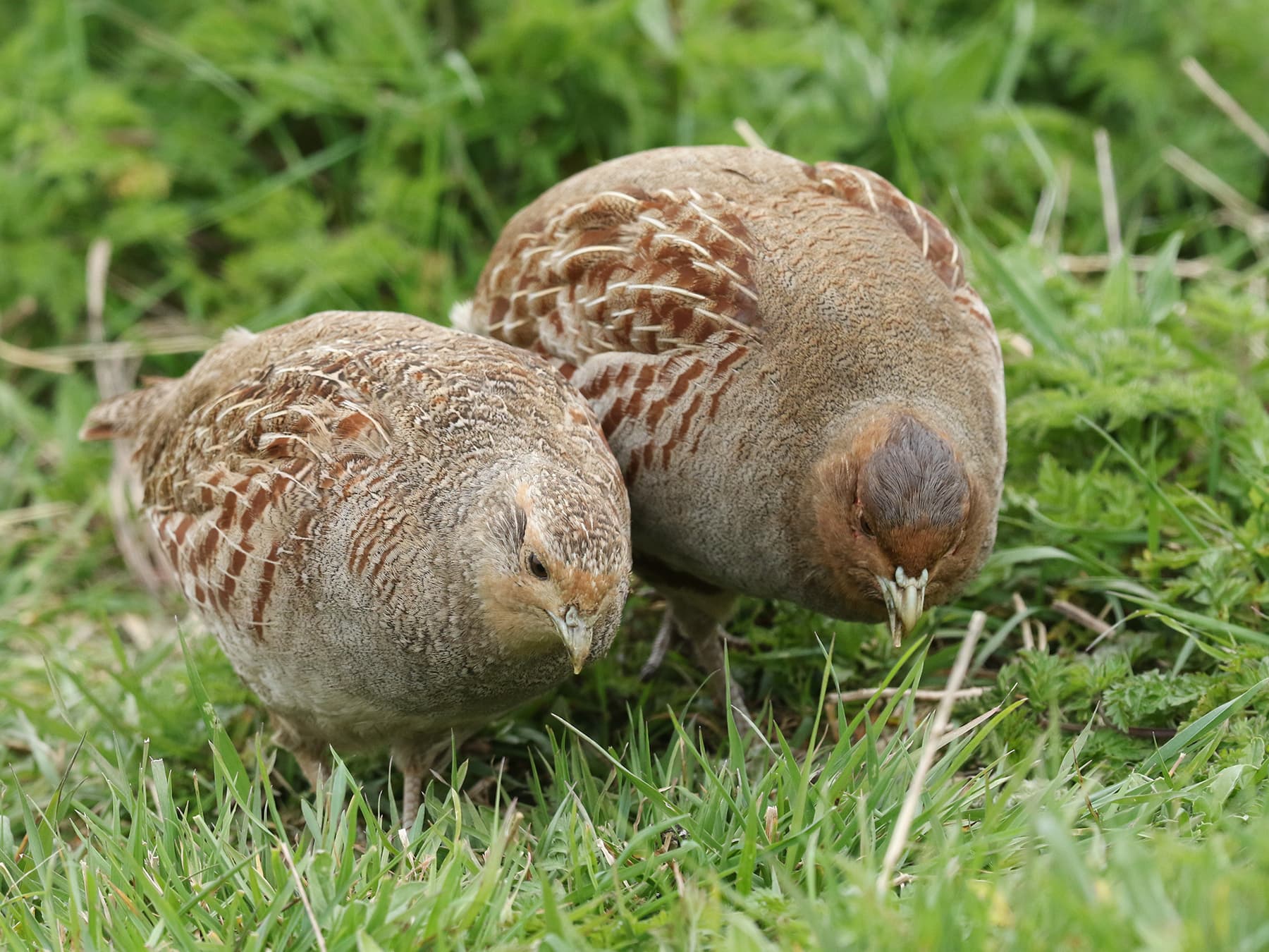 Grey Partridges foraging in grassy habitat