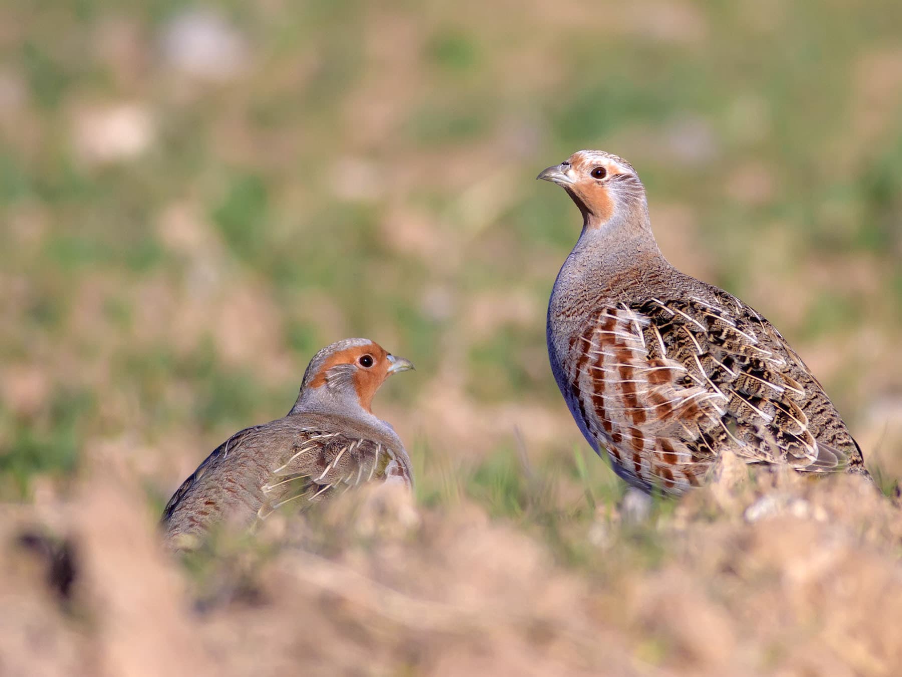 Grey partridges in open field