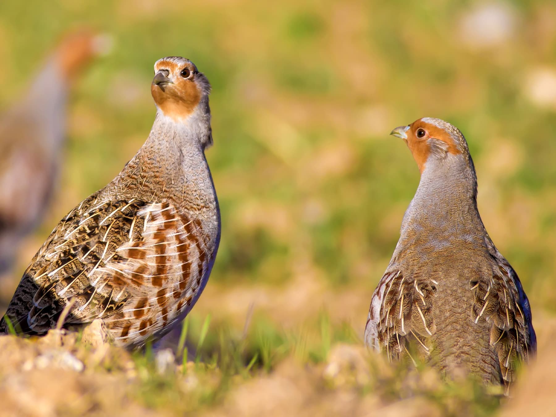 Grey Partridge pair