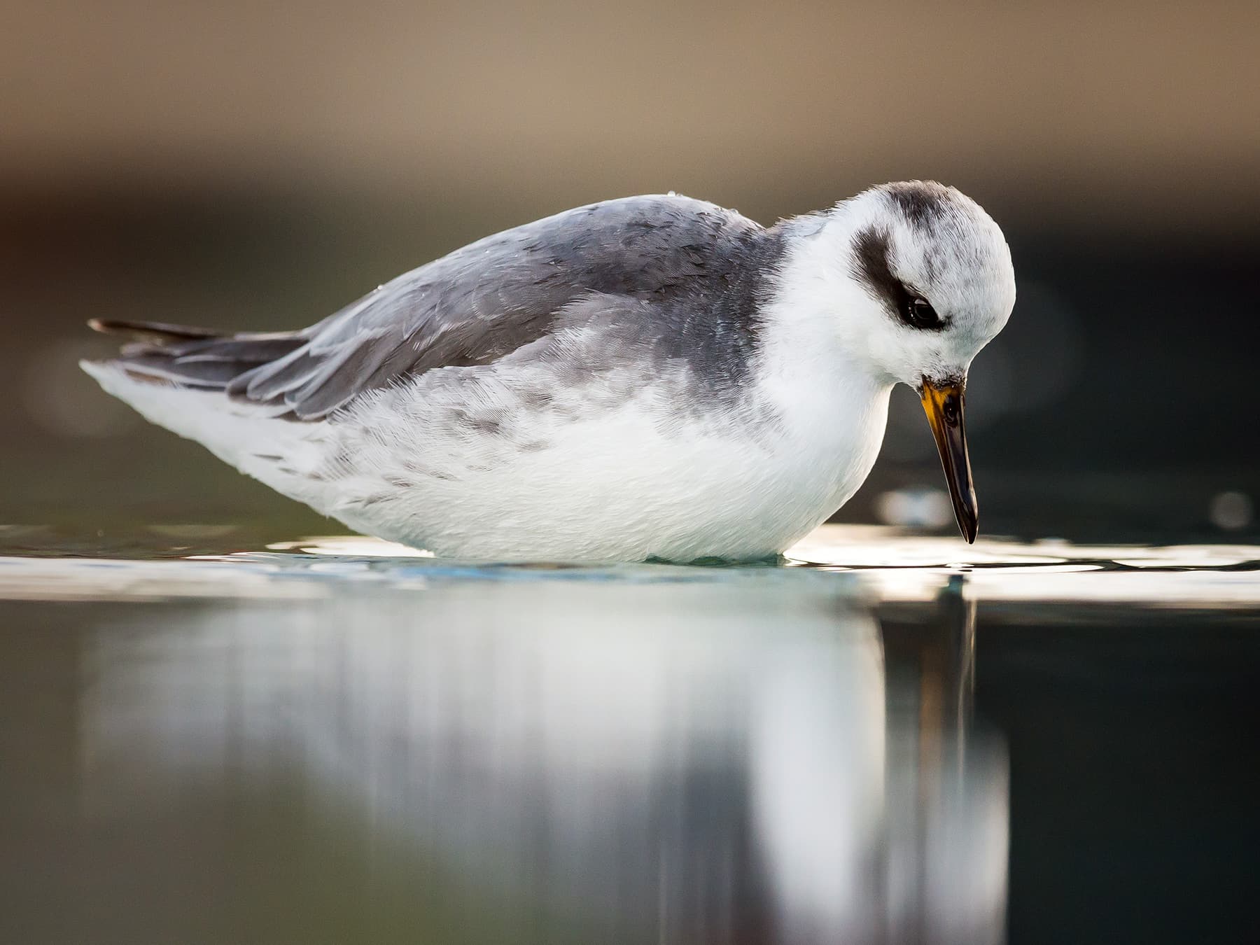 Grey Phalarope feeding in the wetlands