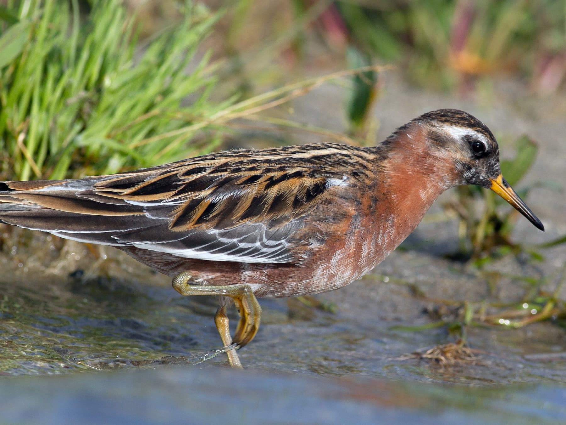 Grey Phalarope foraging for food