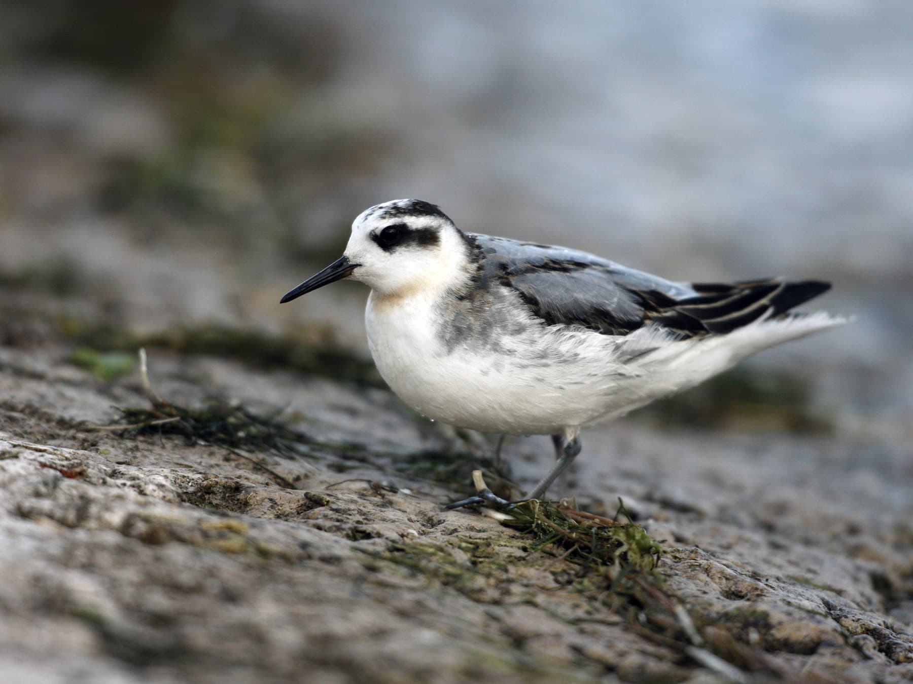 Grey Phalarope in winter plumage