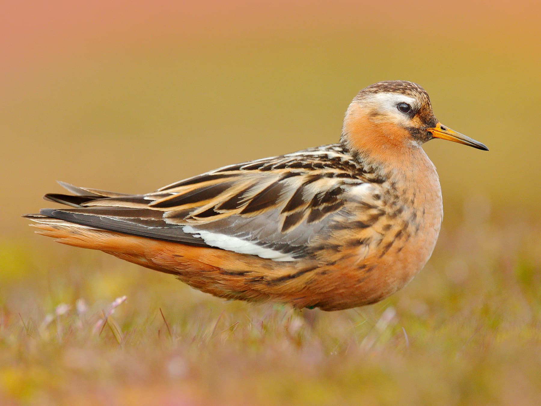 Grey Phalarope