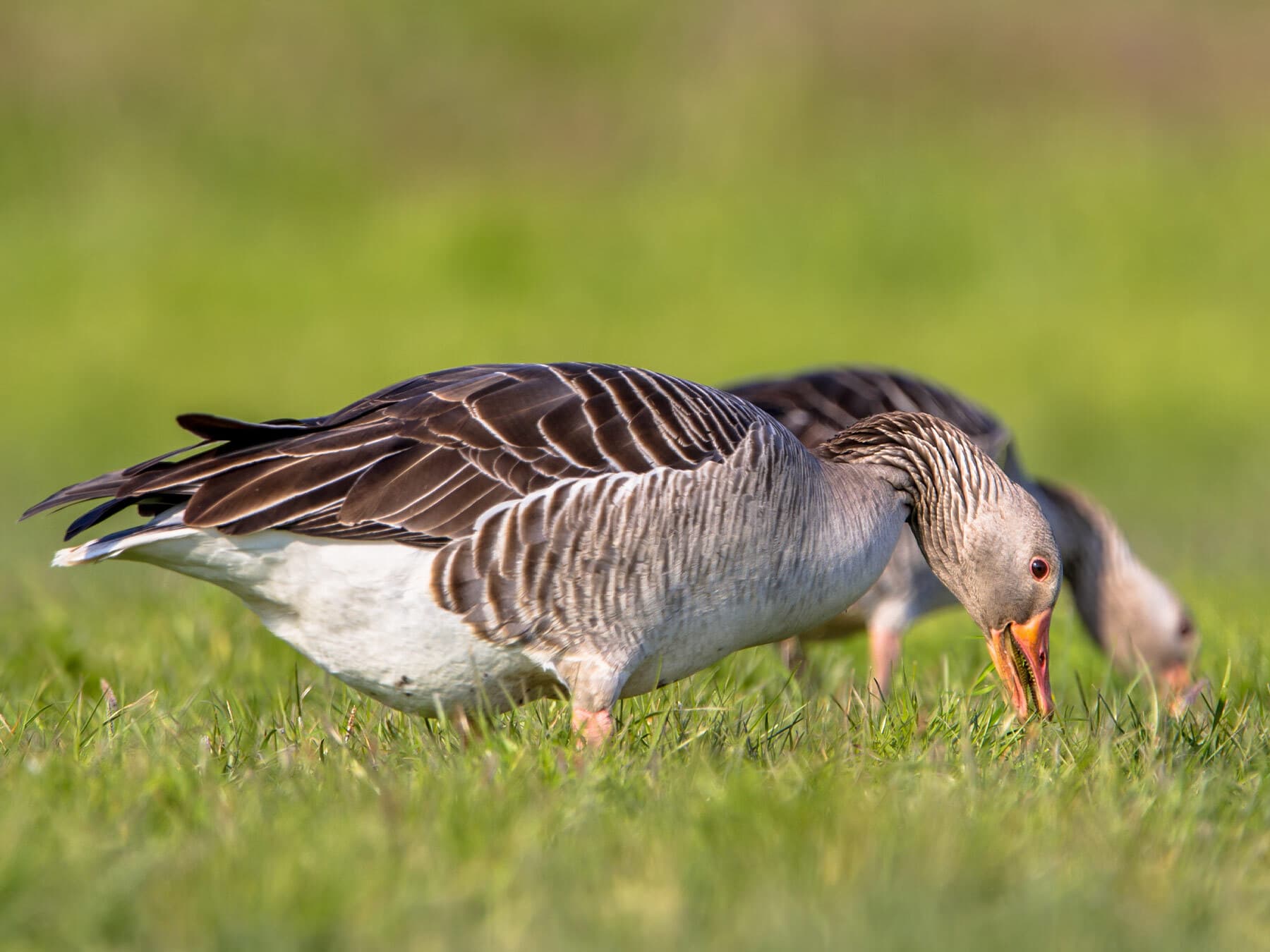A pair of Greylag Geese feeding on grass