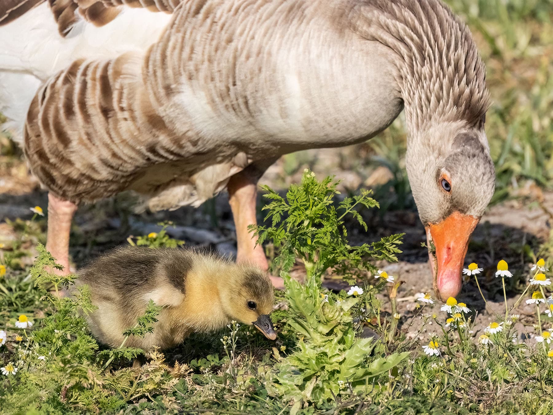Greylag goose adult and gosling feeding
