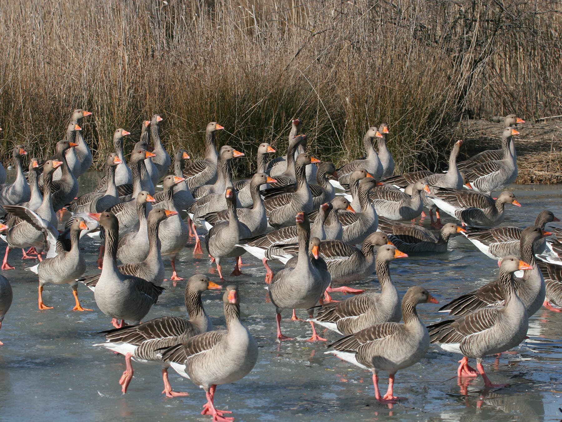 A large flock of Greylag geese in the winter