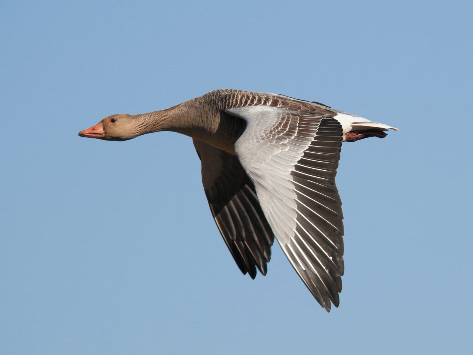 Greylag Goose in flight