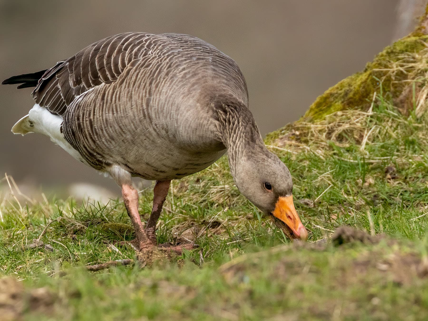 Greylag goose foraging