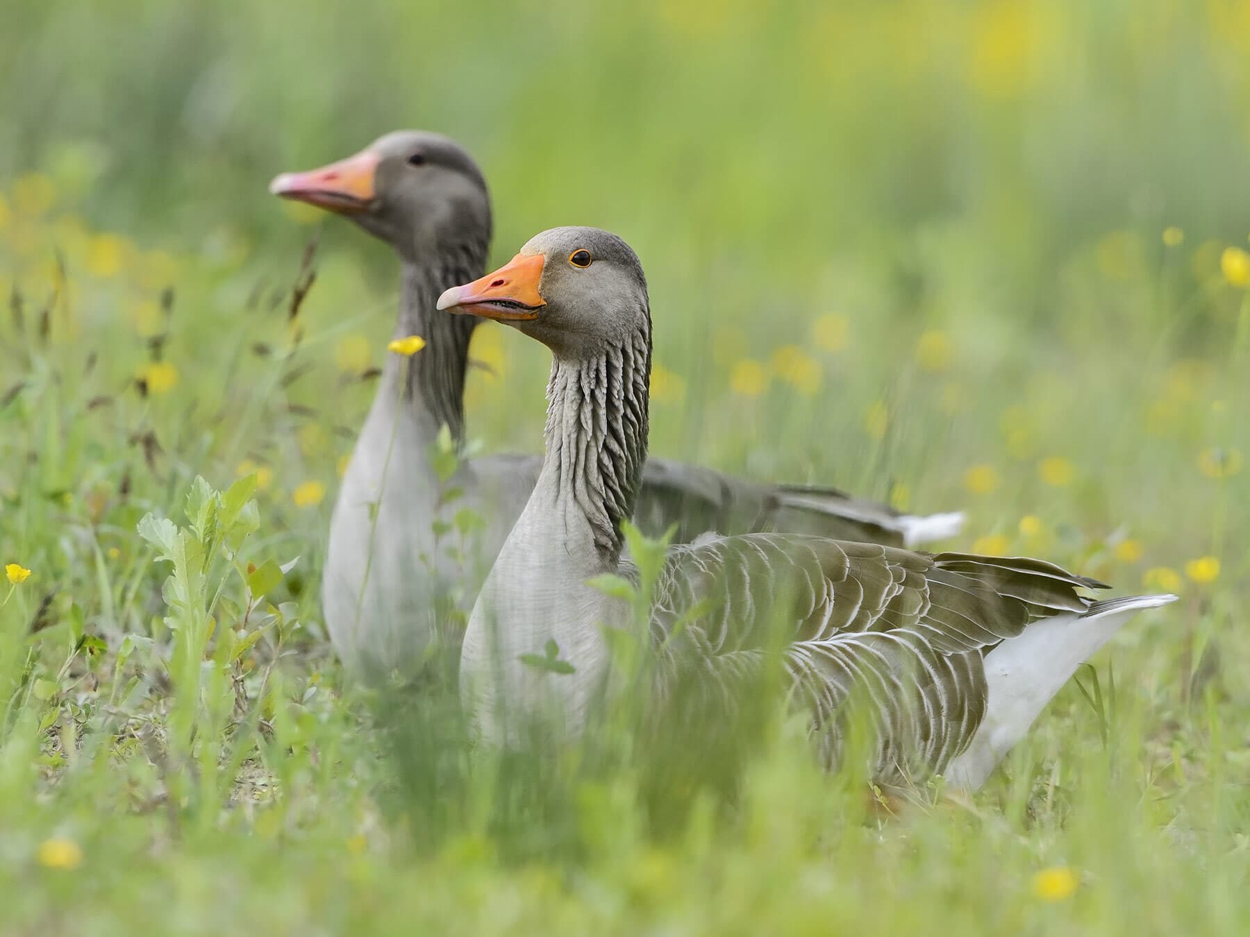 Greylag goose pair