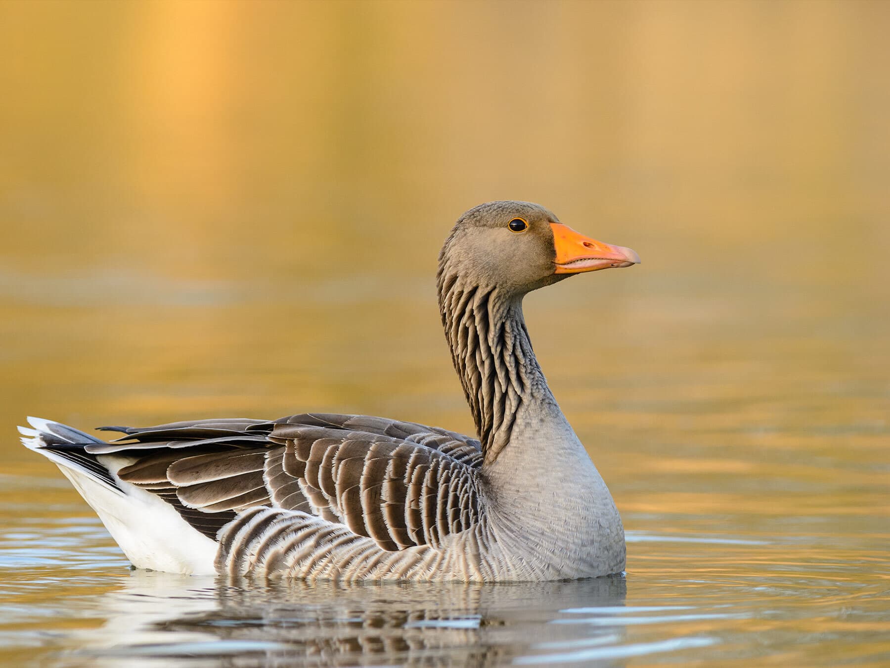 Greylag Goose