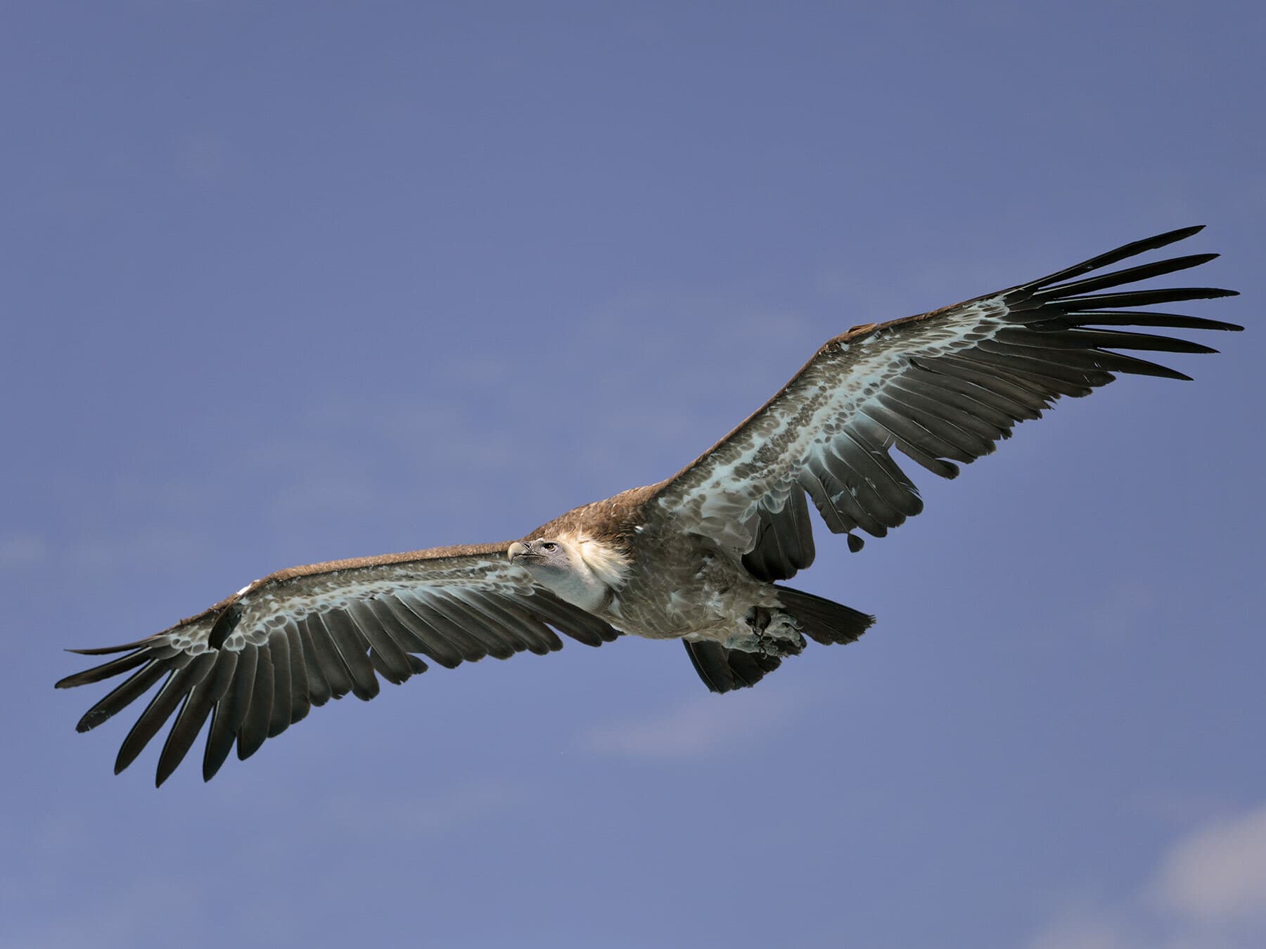 Griffon vulture in flight - note deeply fingered wing tips