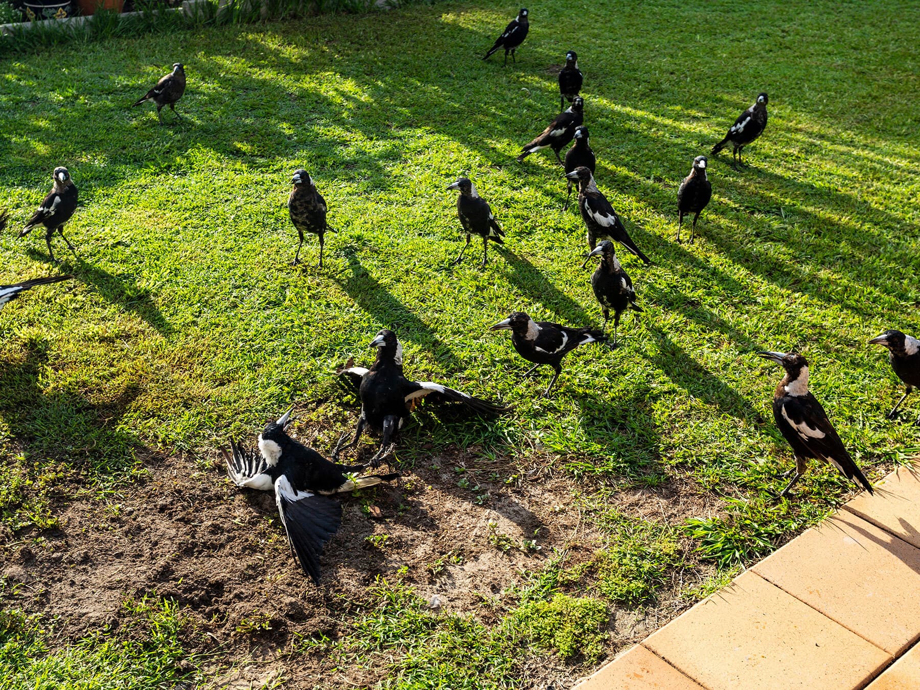 Group of australian magpies