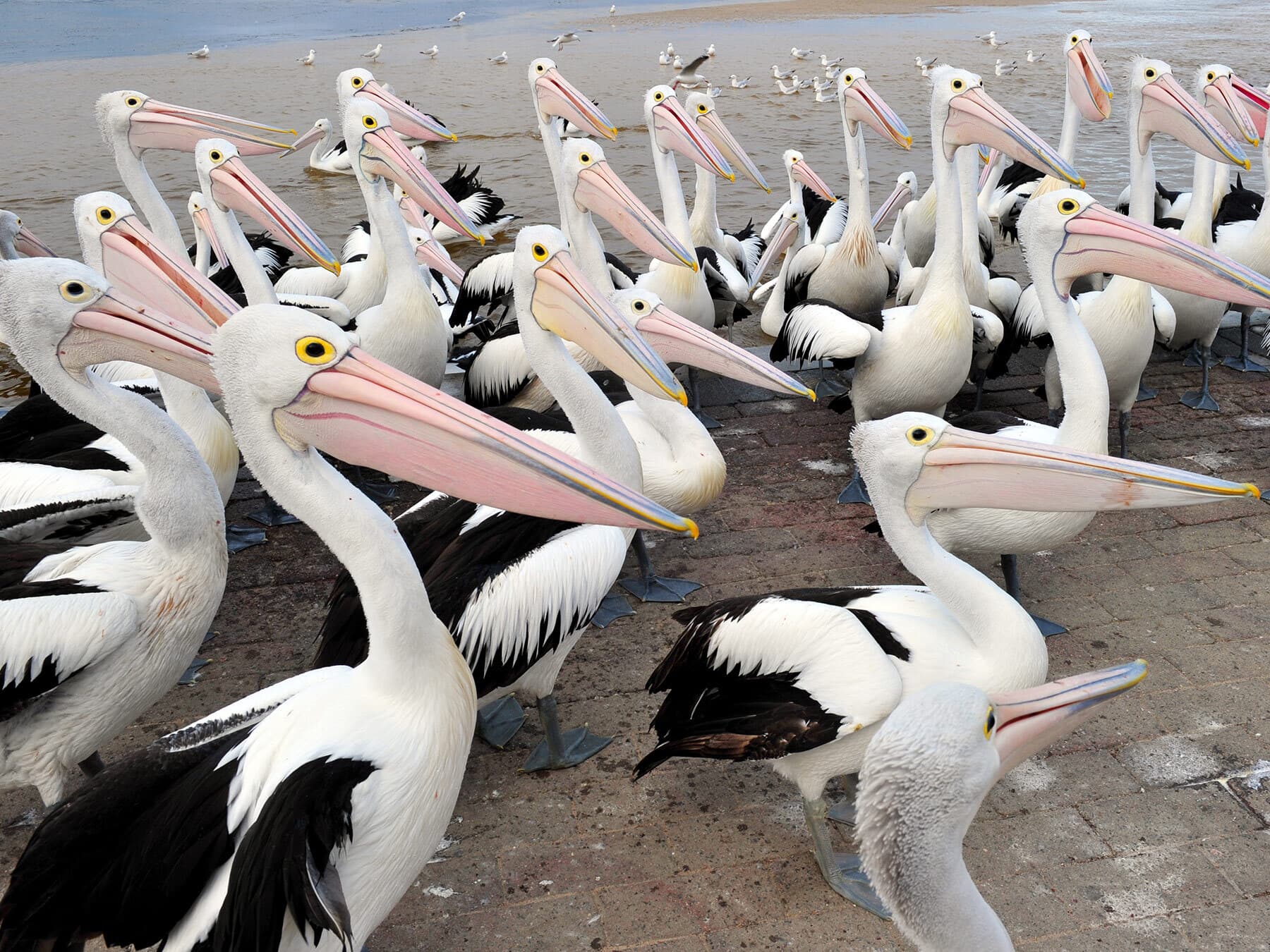 Group of australian pelicans