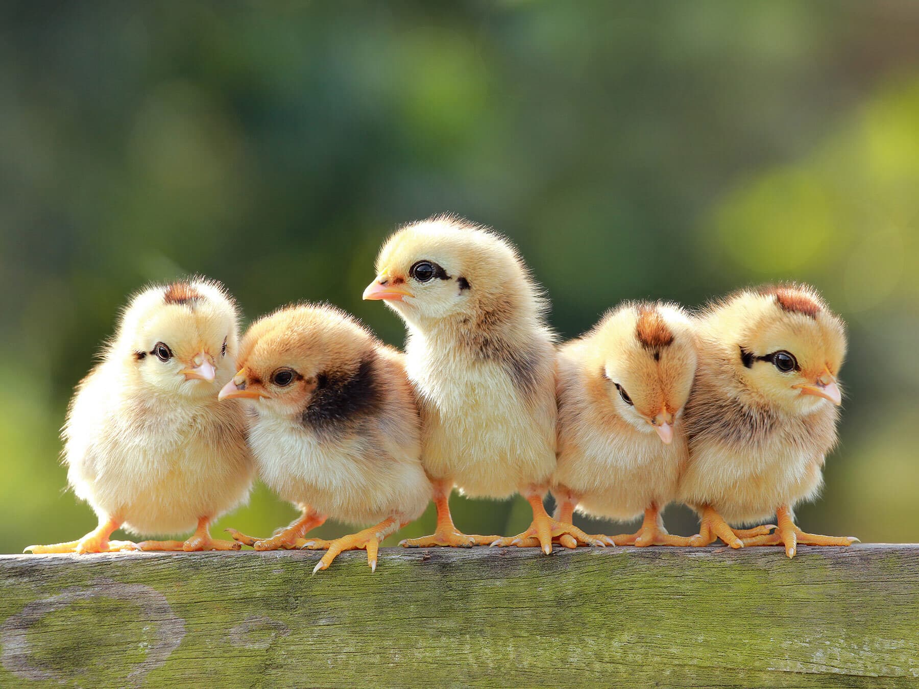 Group of baby chickens
