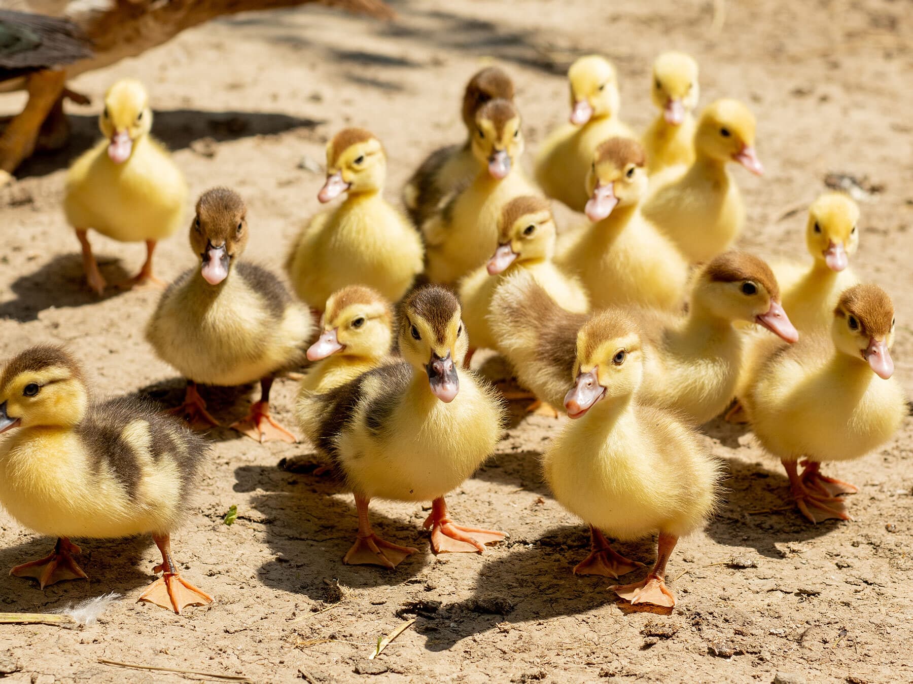 Group of baby ducks