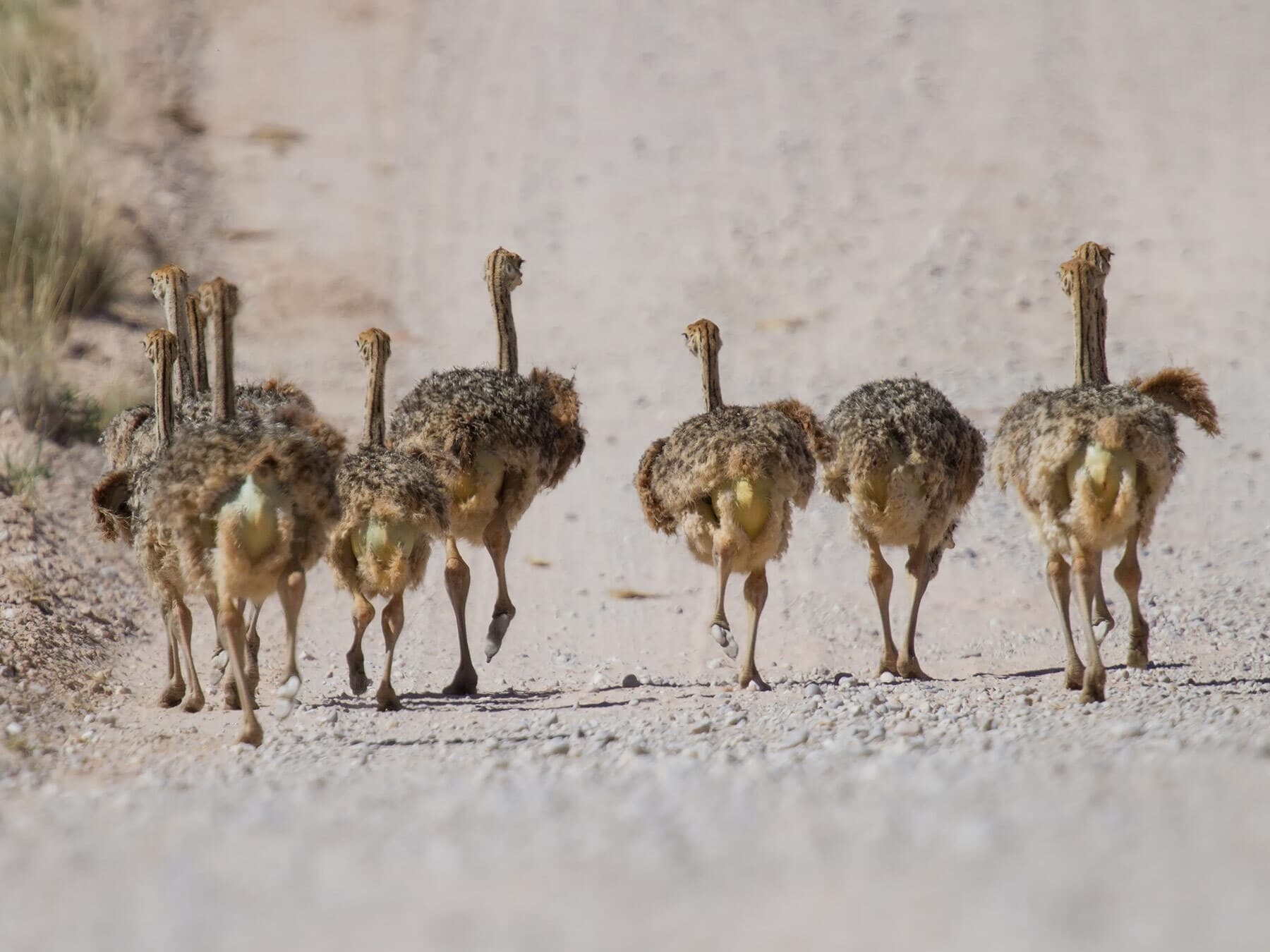 Group of baby ostriches
