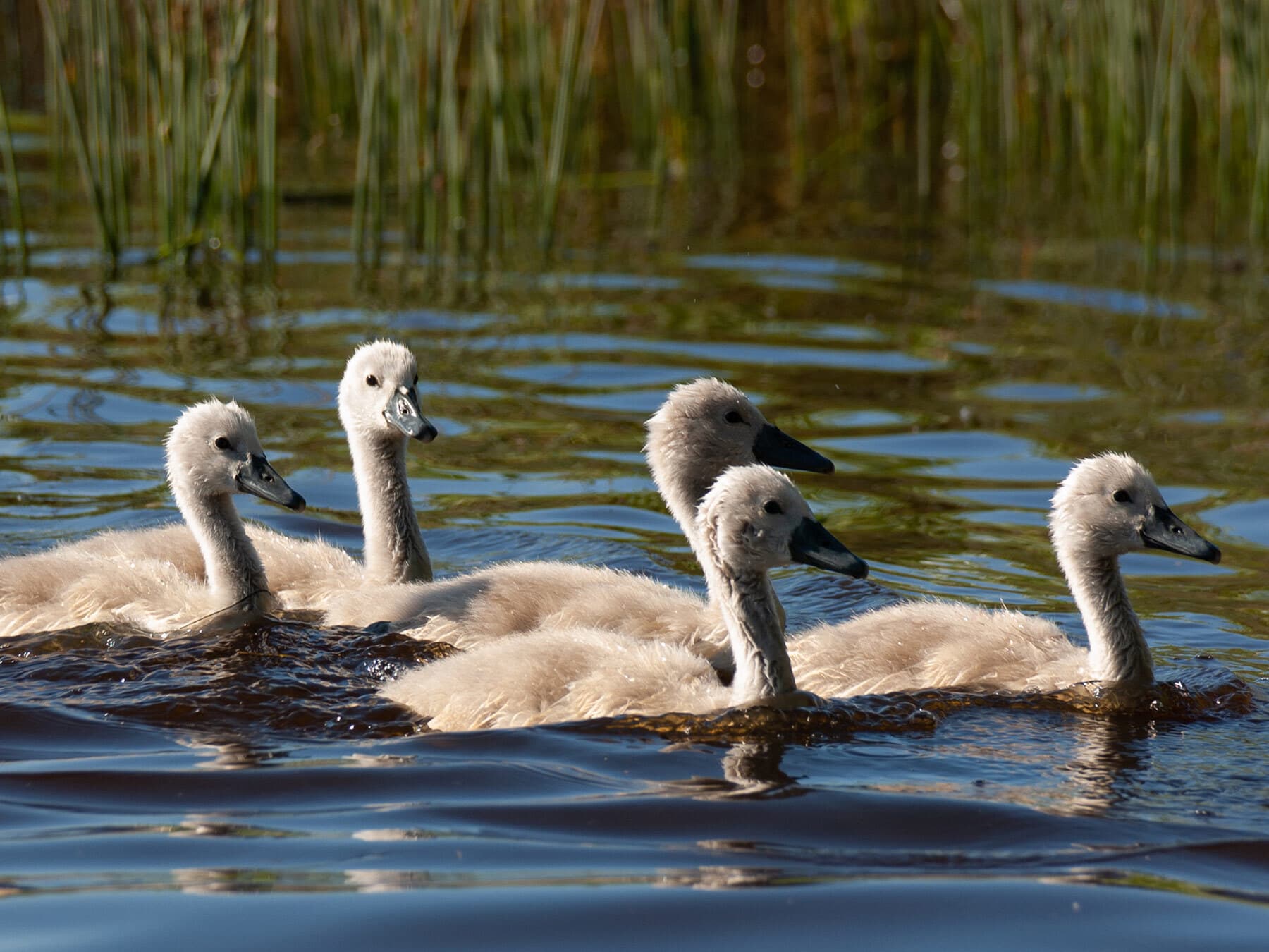 Group of baby swans