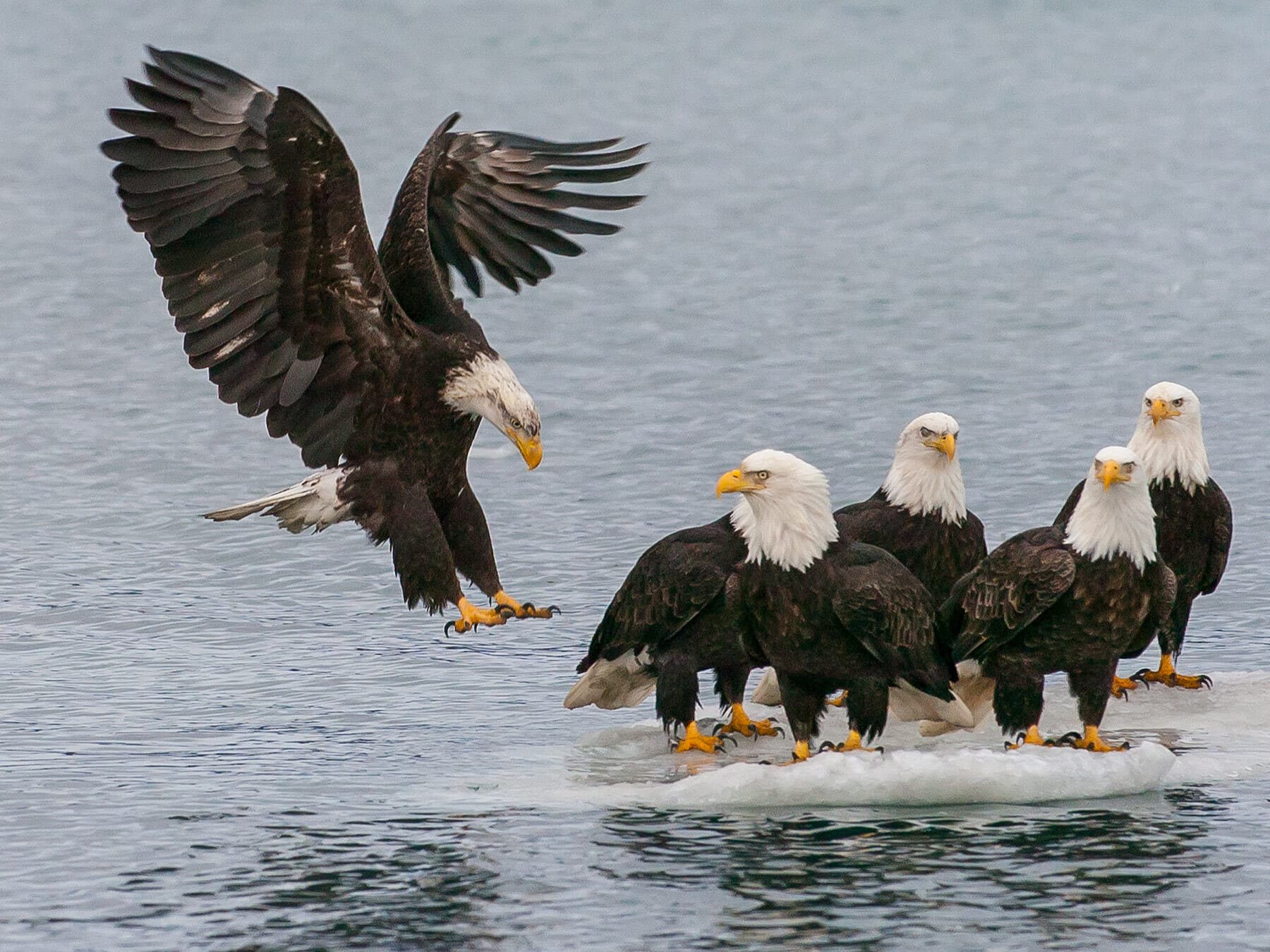 Group of bald eagles