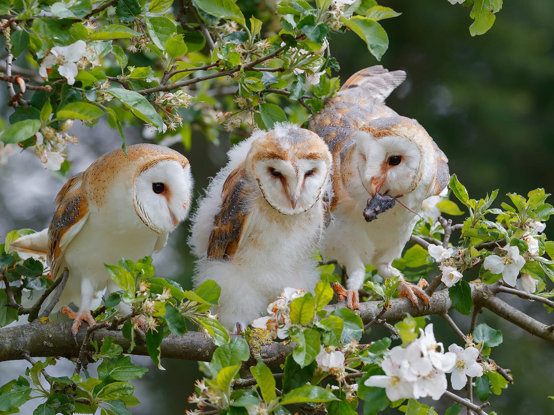 Group of barn owls