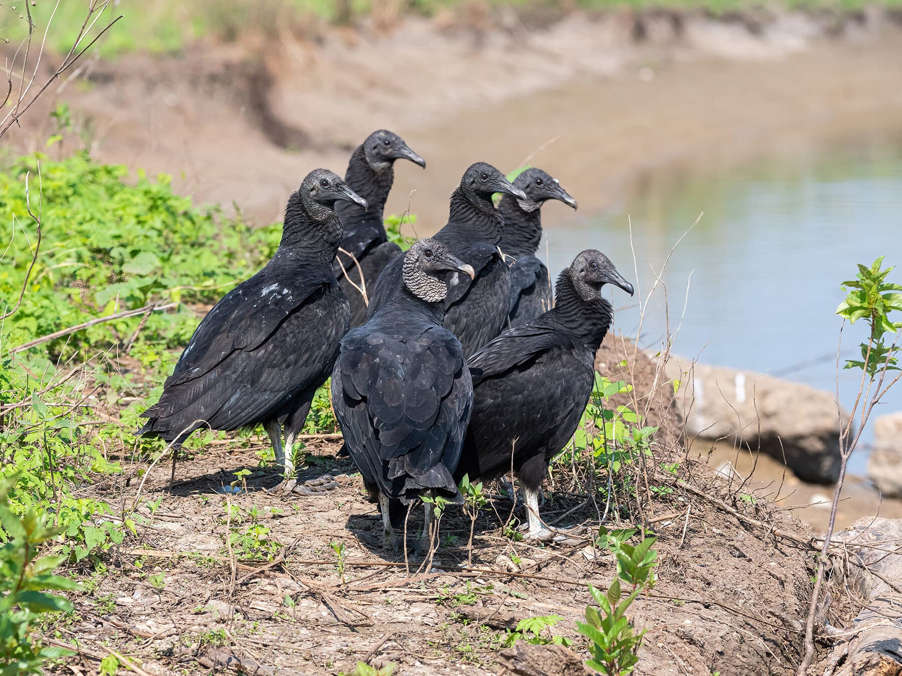 Group of black vultures