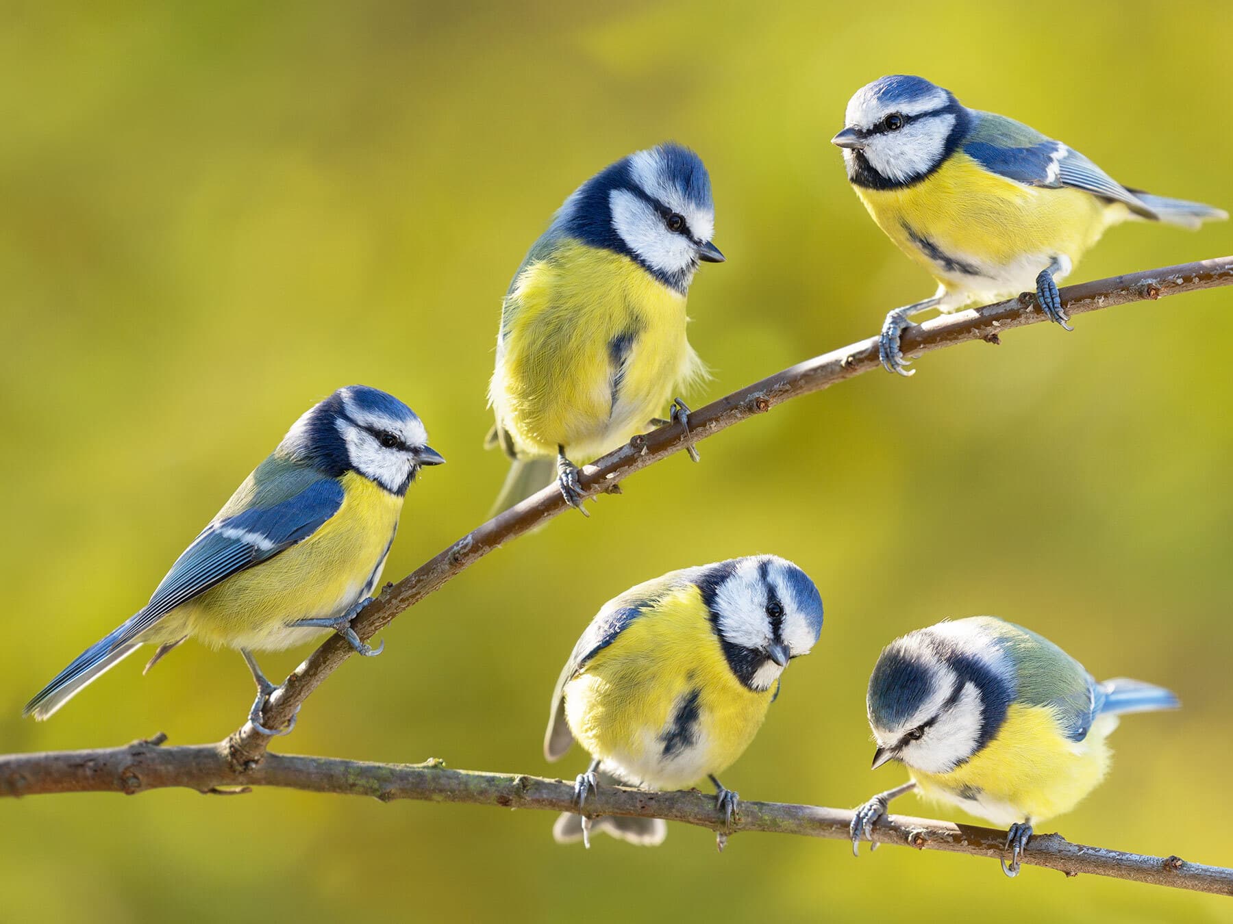 Group of blue tits
