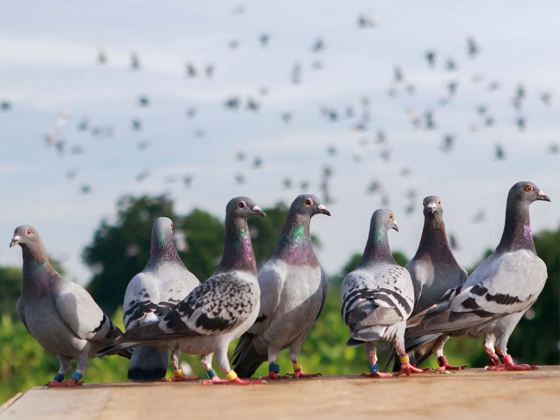 Group of homing pigeons