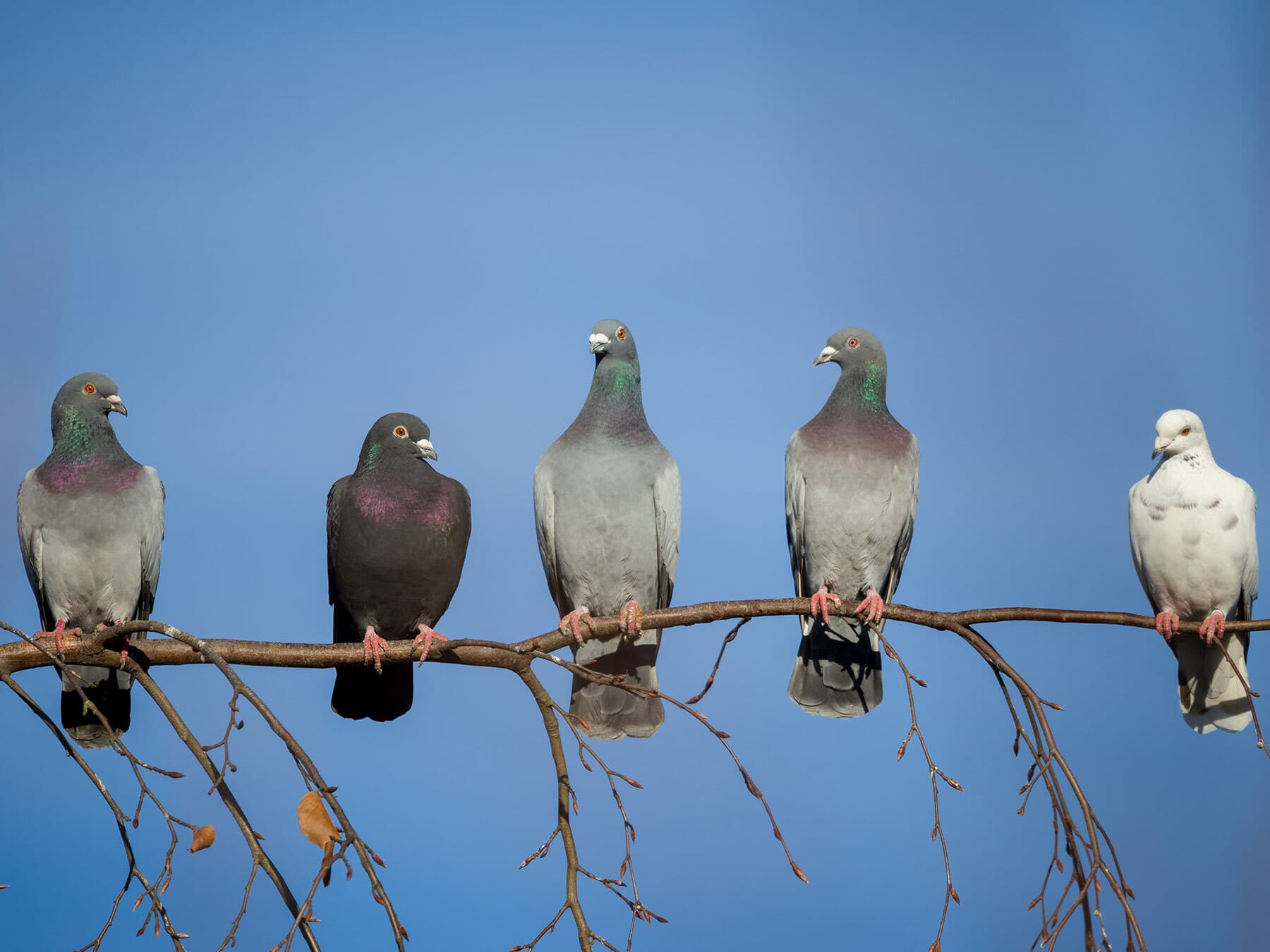 Group of pigeons in a tree