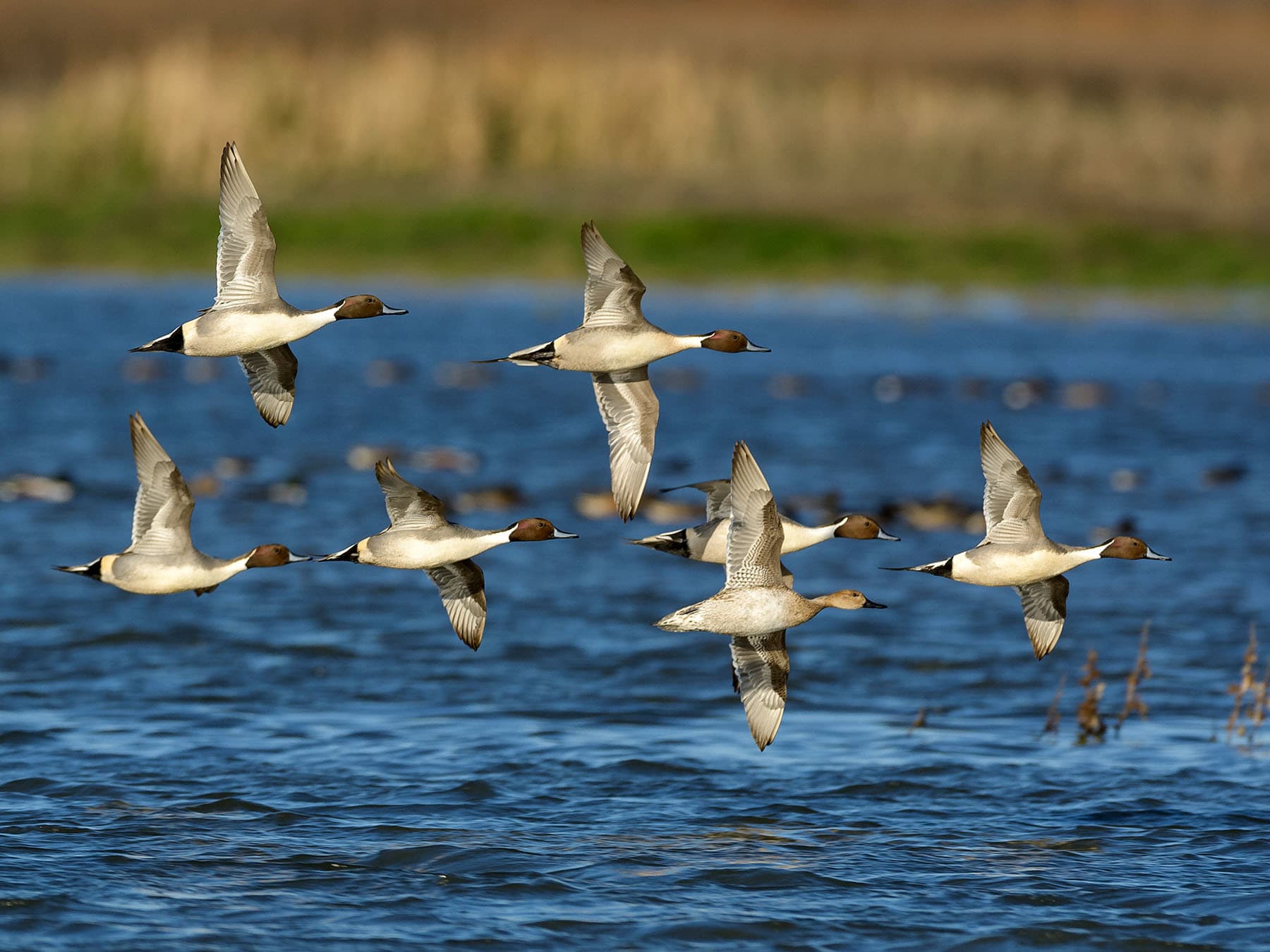 Group of pintail ducks in flight over lake