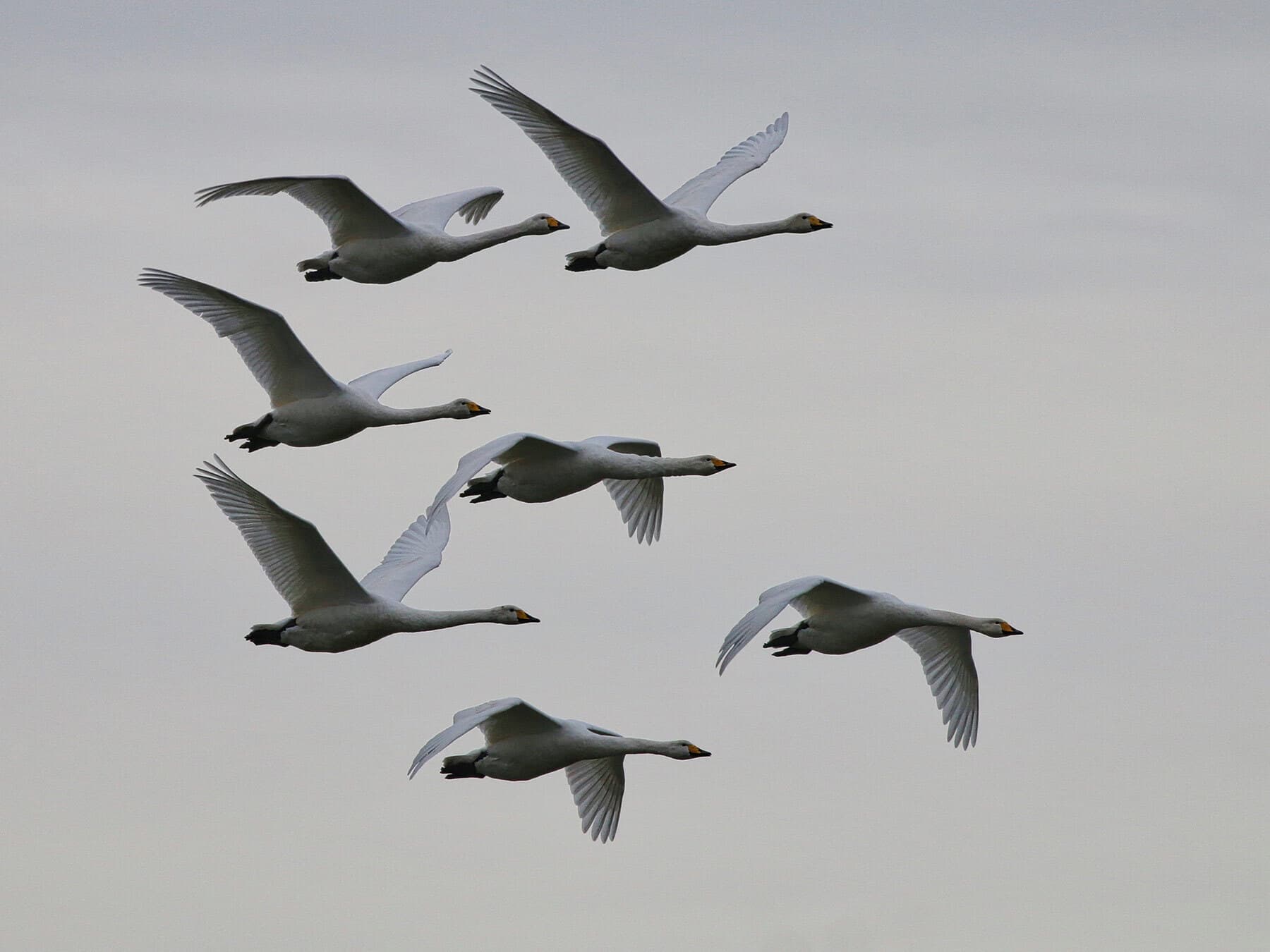 Group of swans in flight