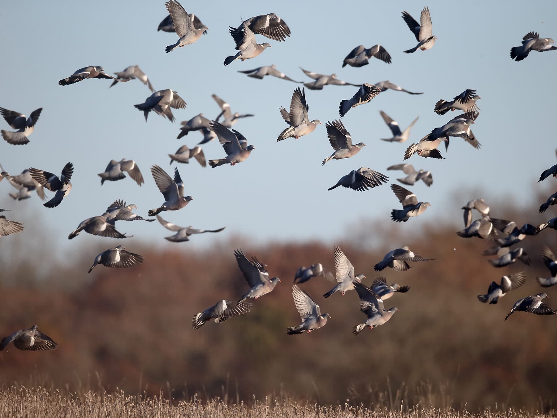Group of wood pigeons