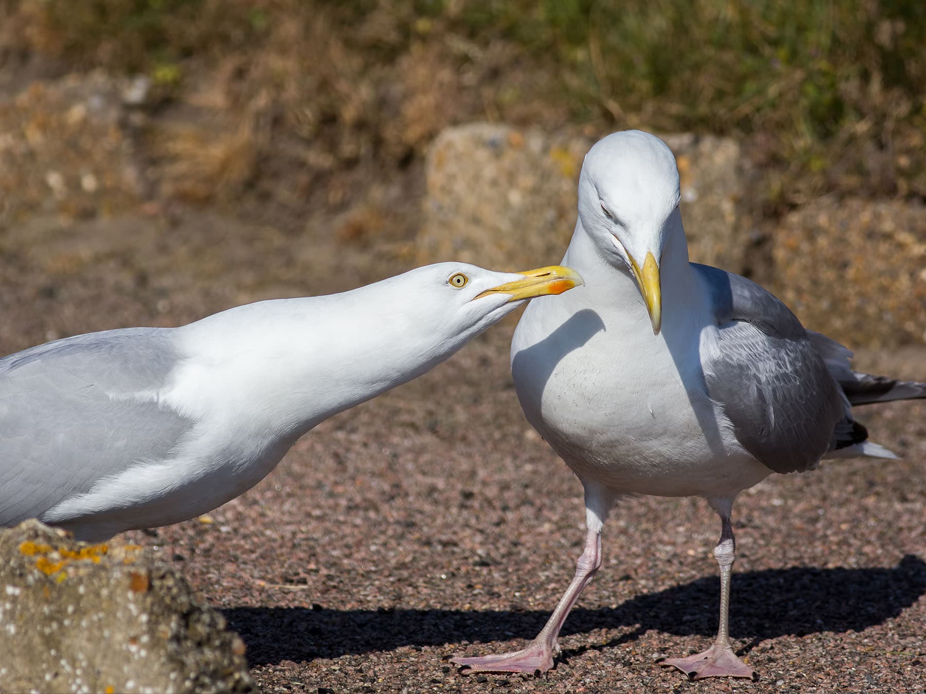 Gull courtship