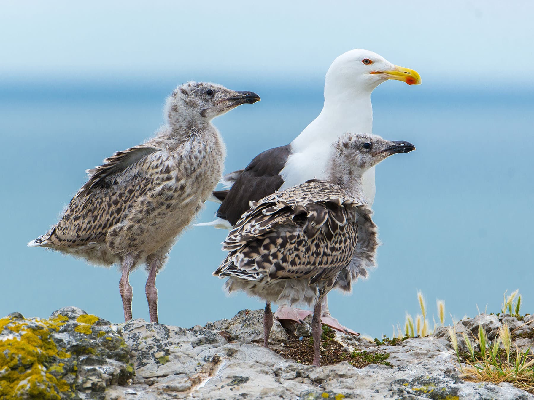Gull with chicks