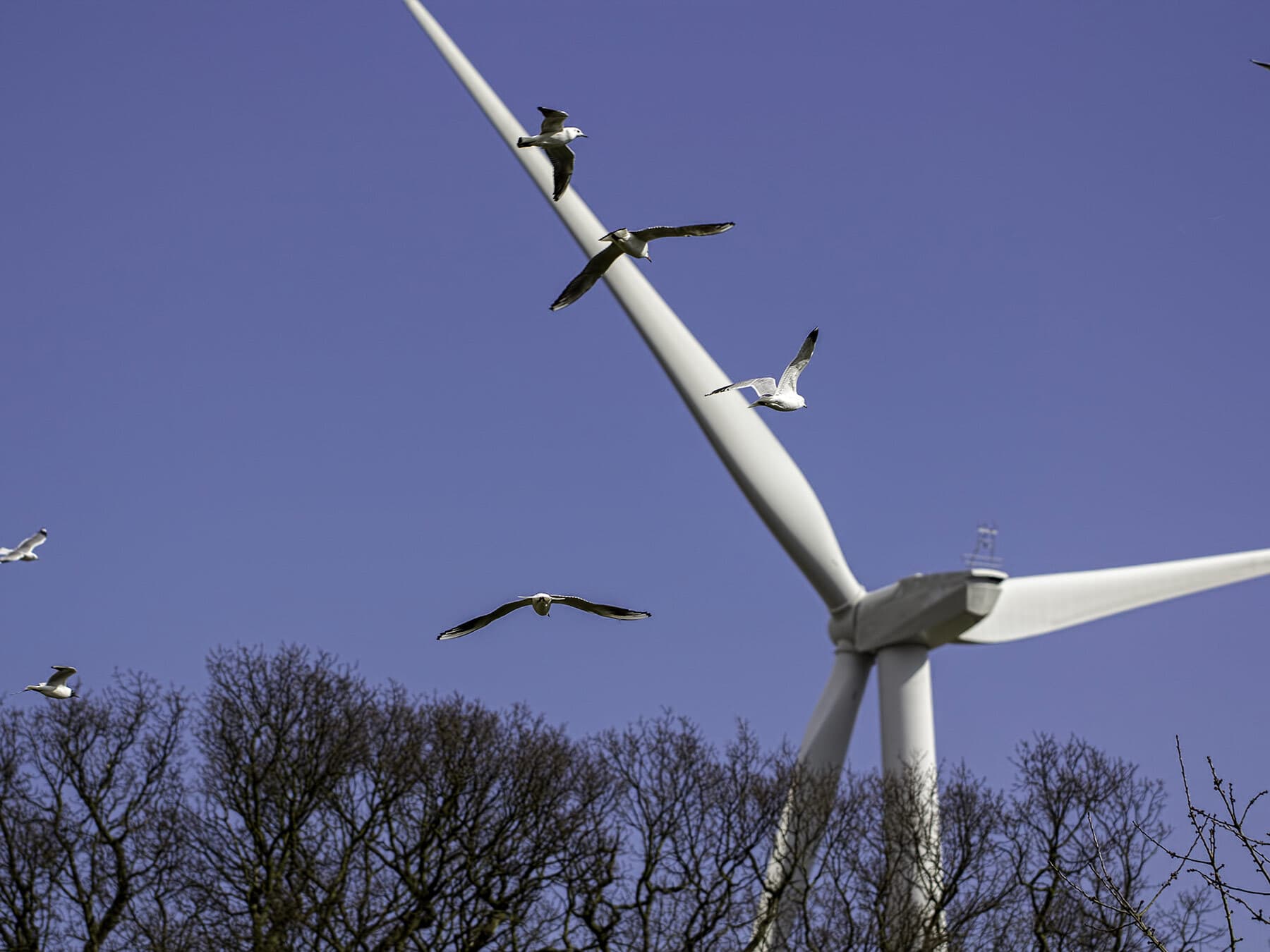 Gulls heading towards wind turbines