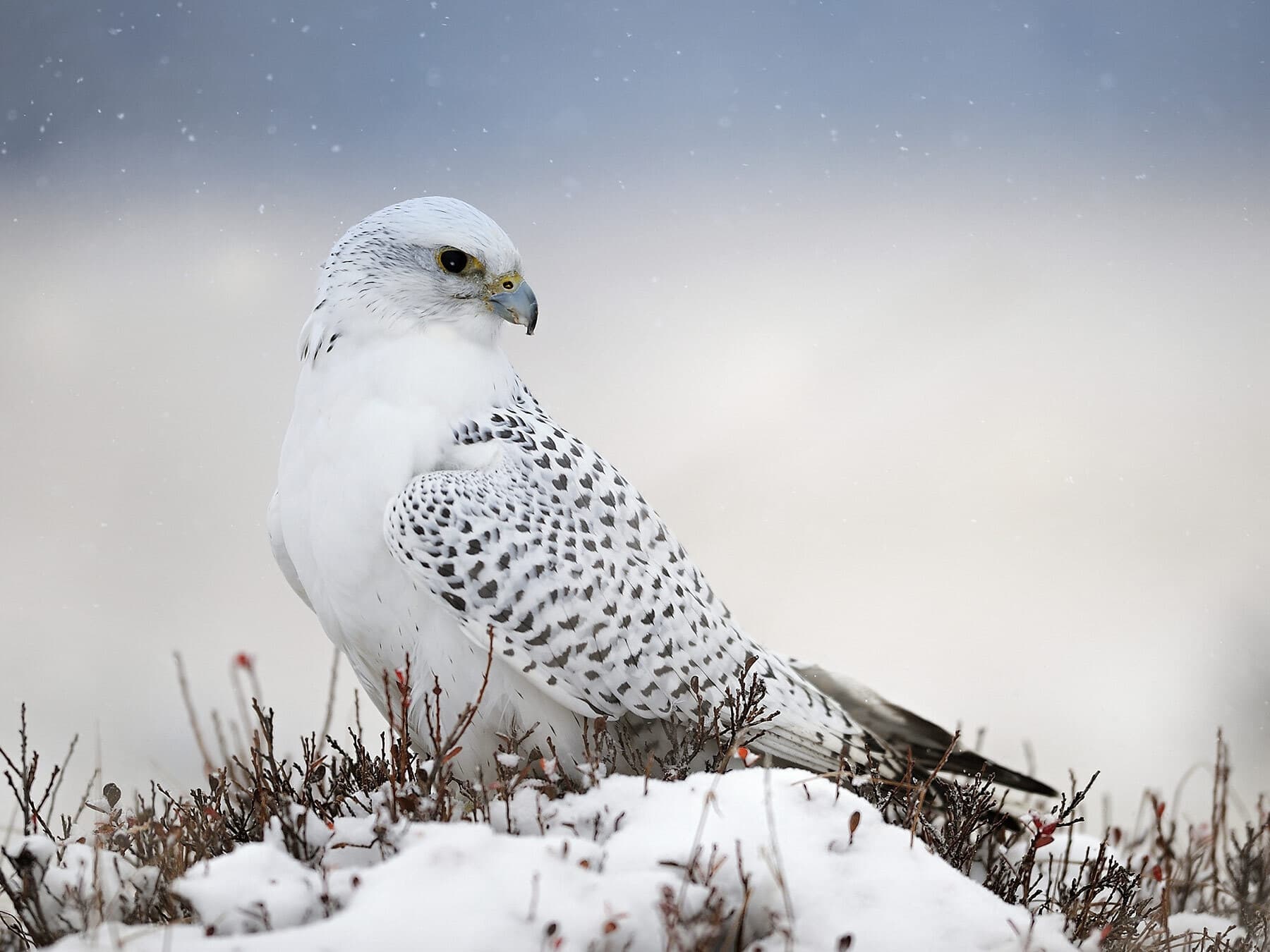 Gyrfalcon