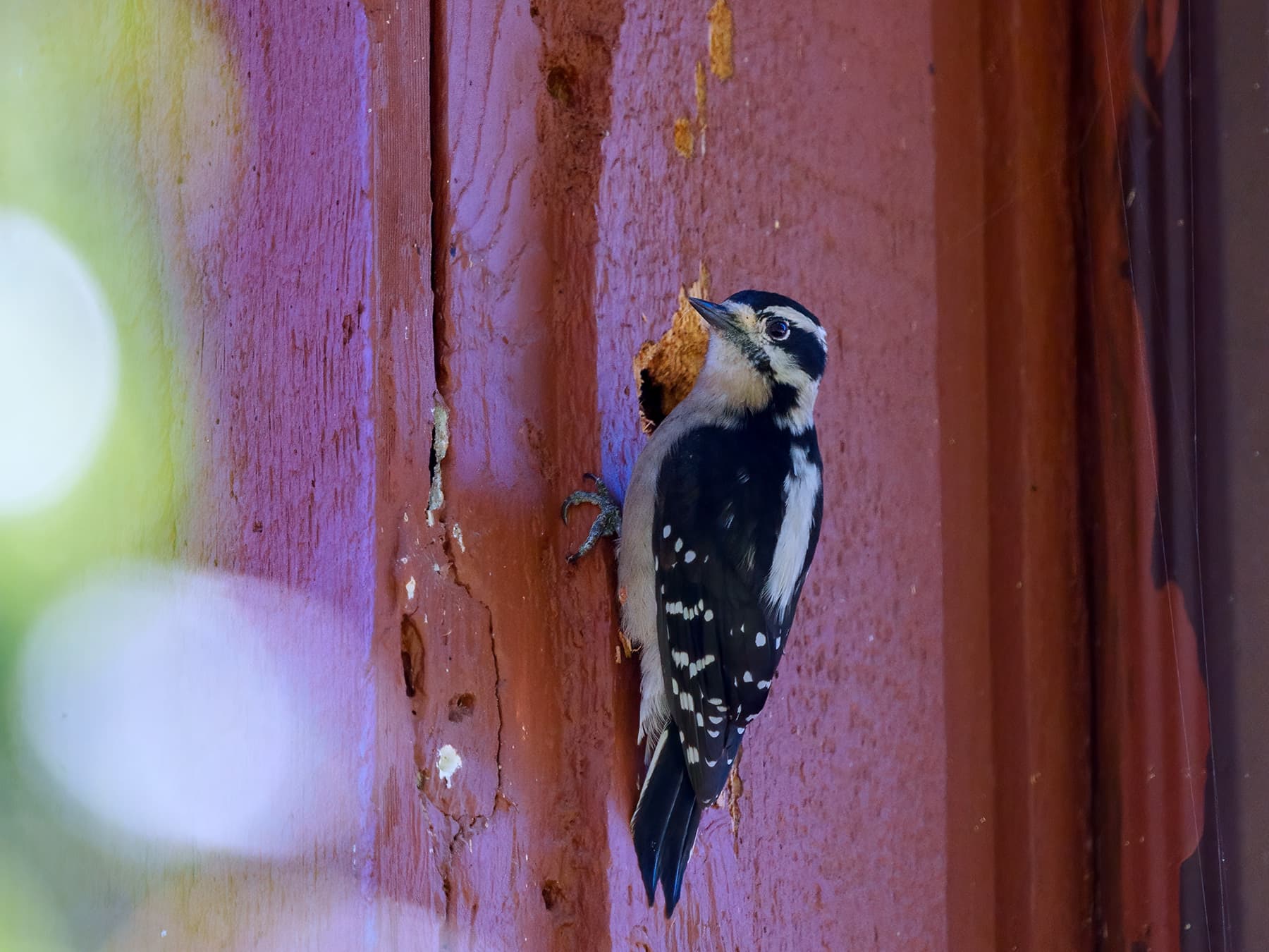 Hairy woodpecker drilling into door
