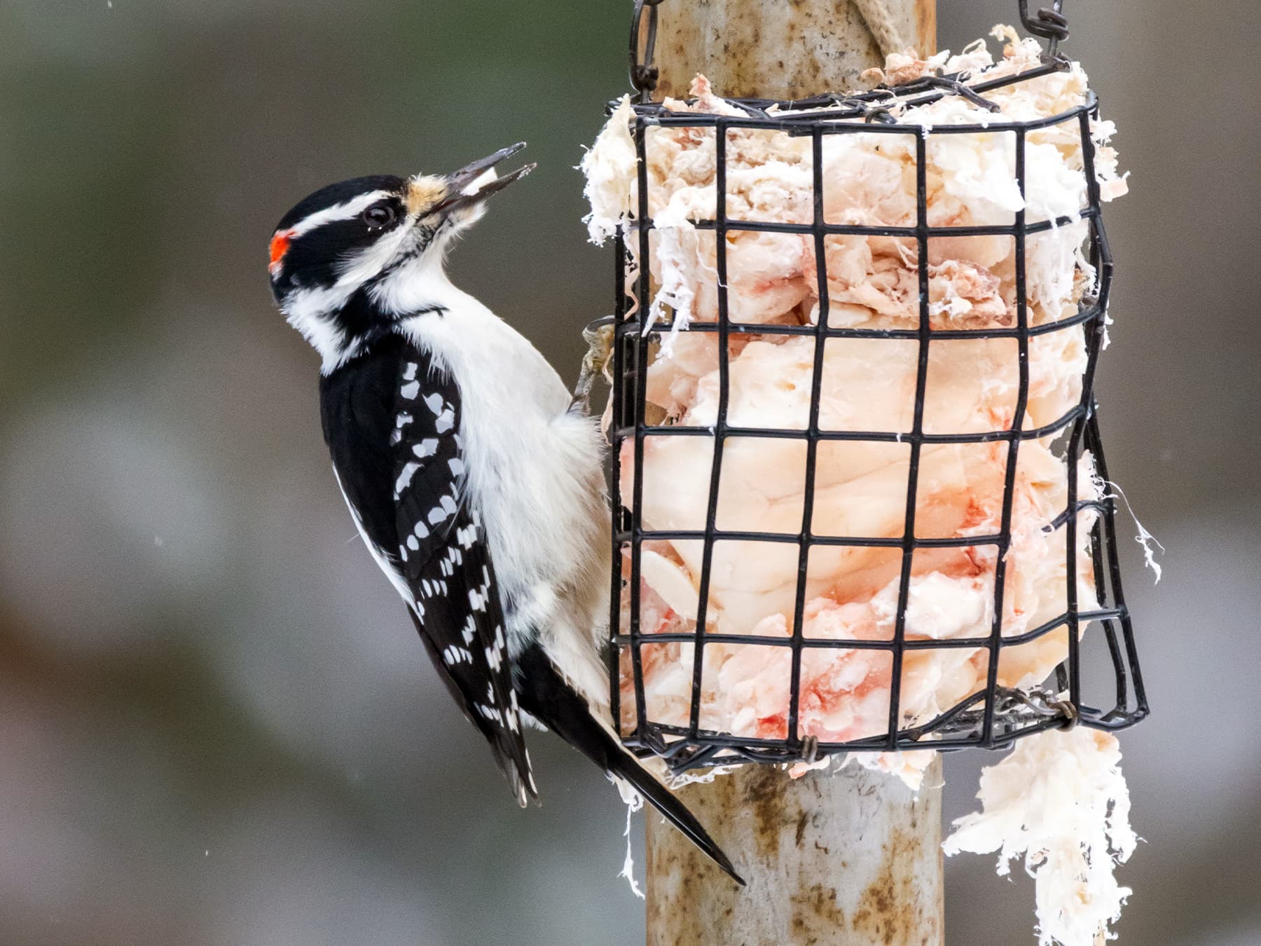 Hairy woodpecker feeding on suet from garden feeder