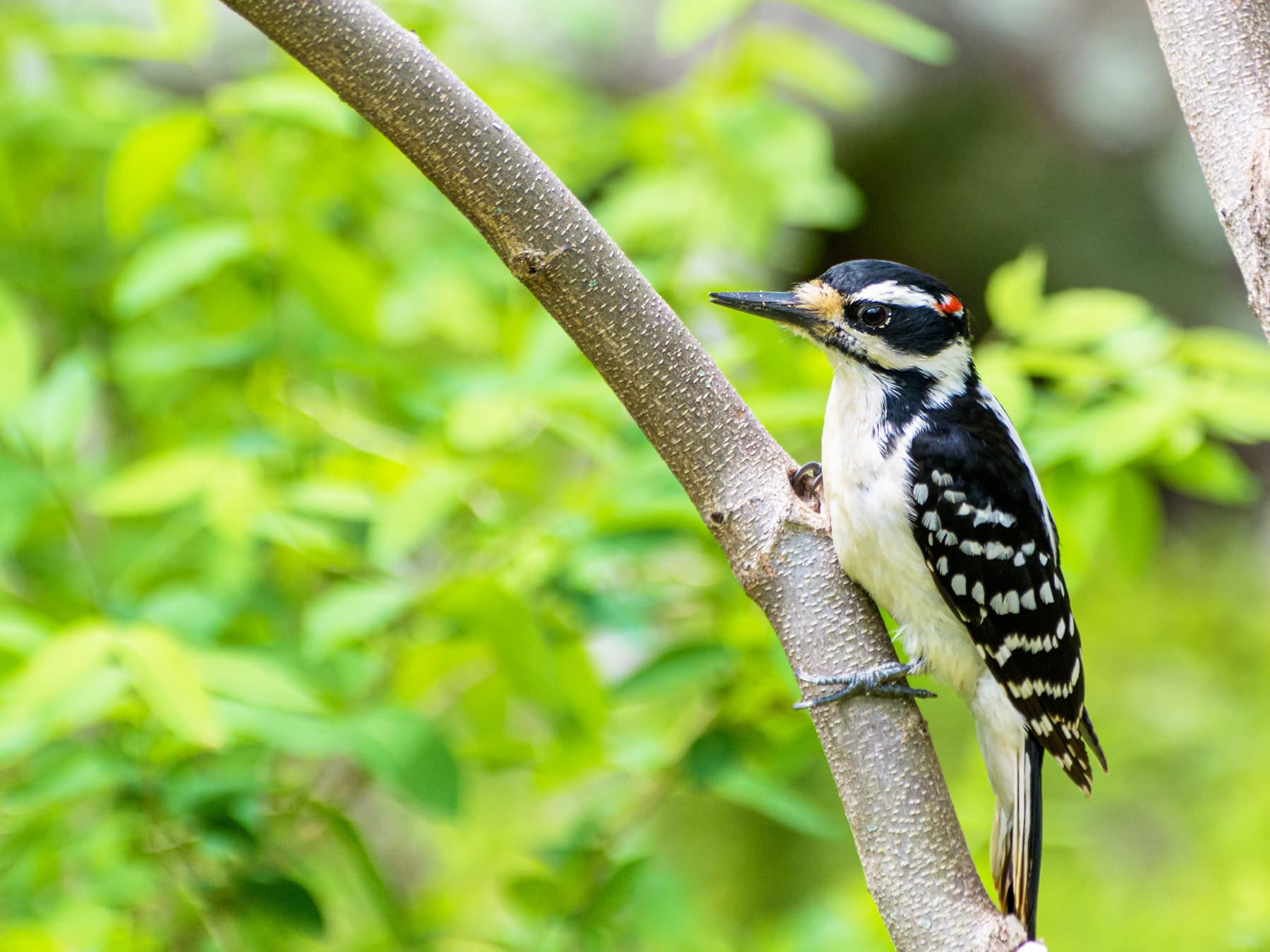 Hairy Woodpecker