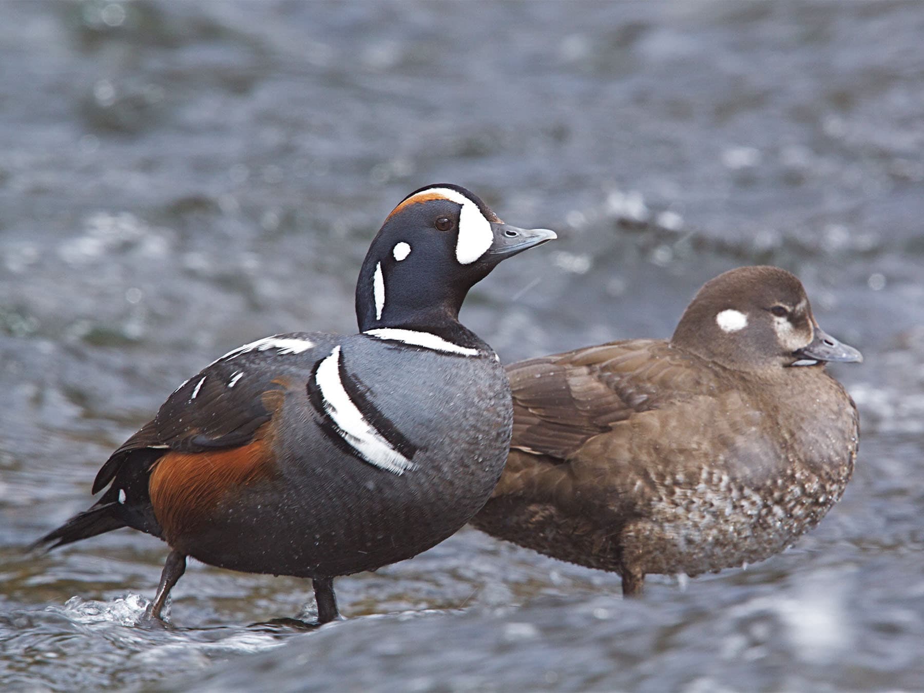 Harlequin duck pair on the river