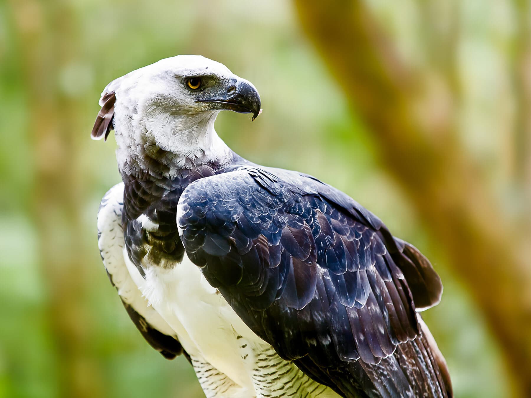 Harpy eagle 1